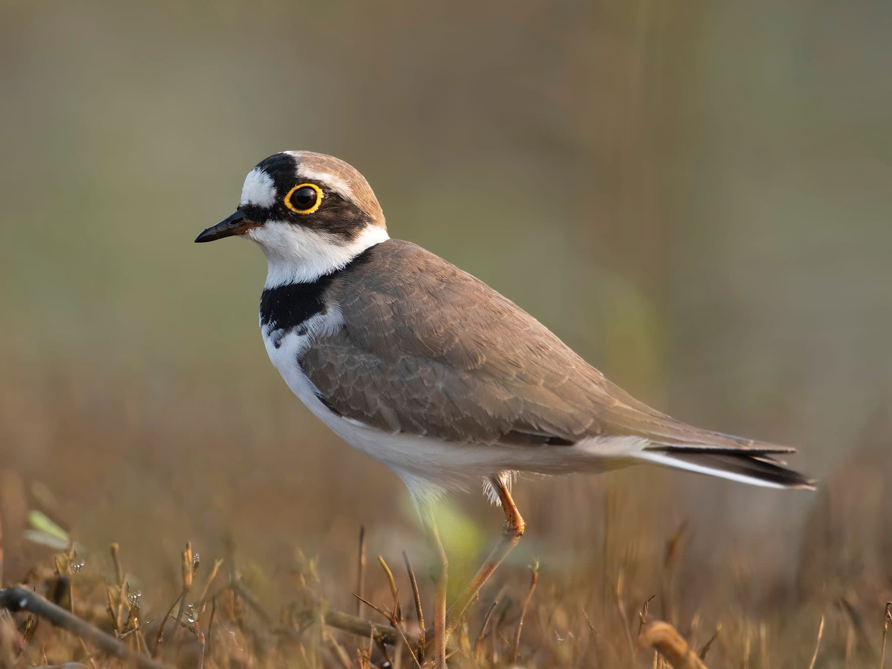 Little Ringed Plover