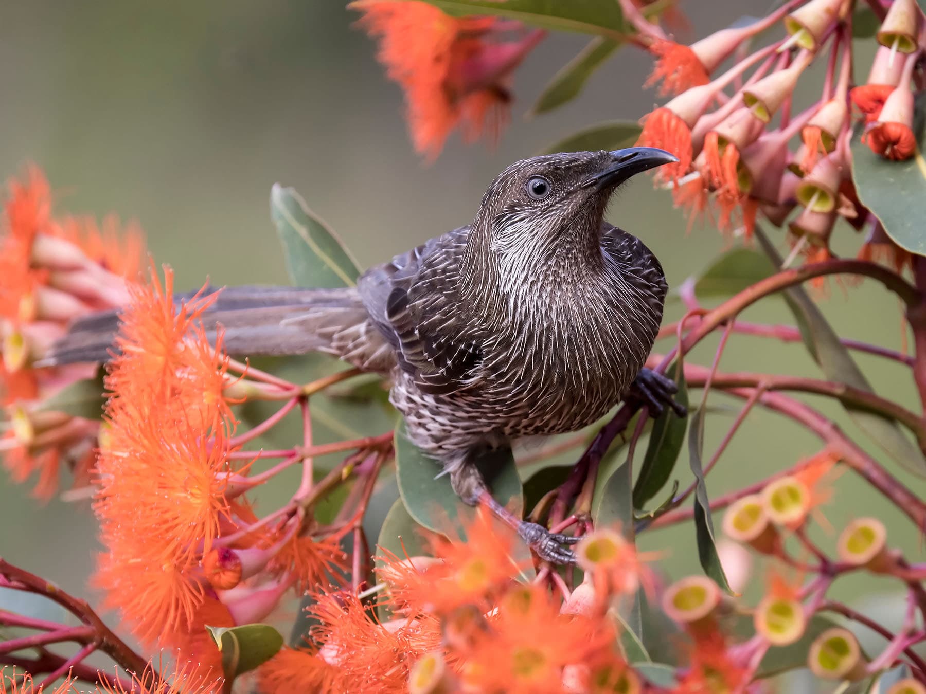 Honeyeaters