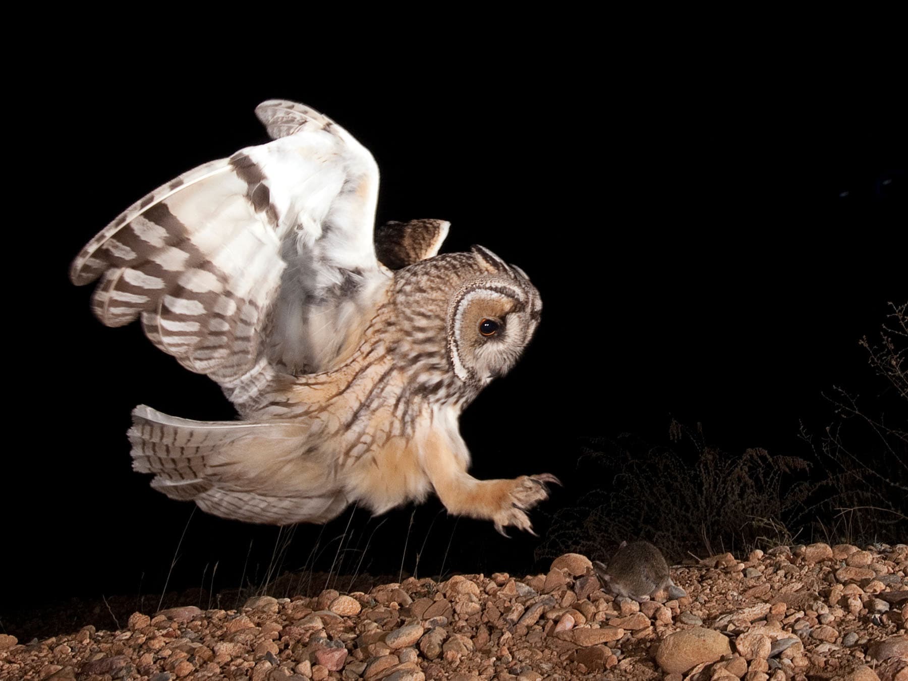 Long eared owl hunting mouse