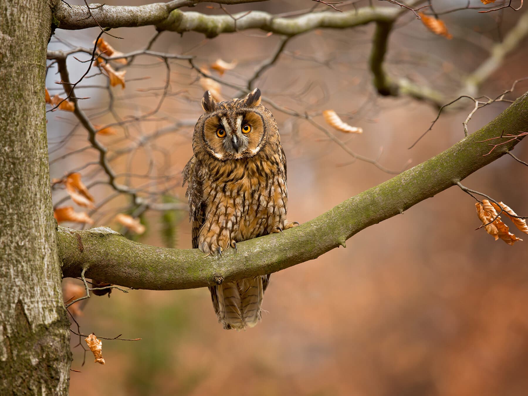 Long eared owl perched