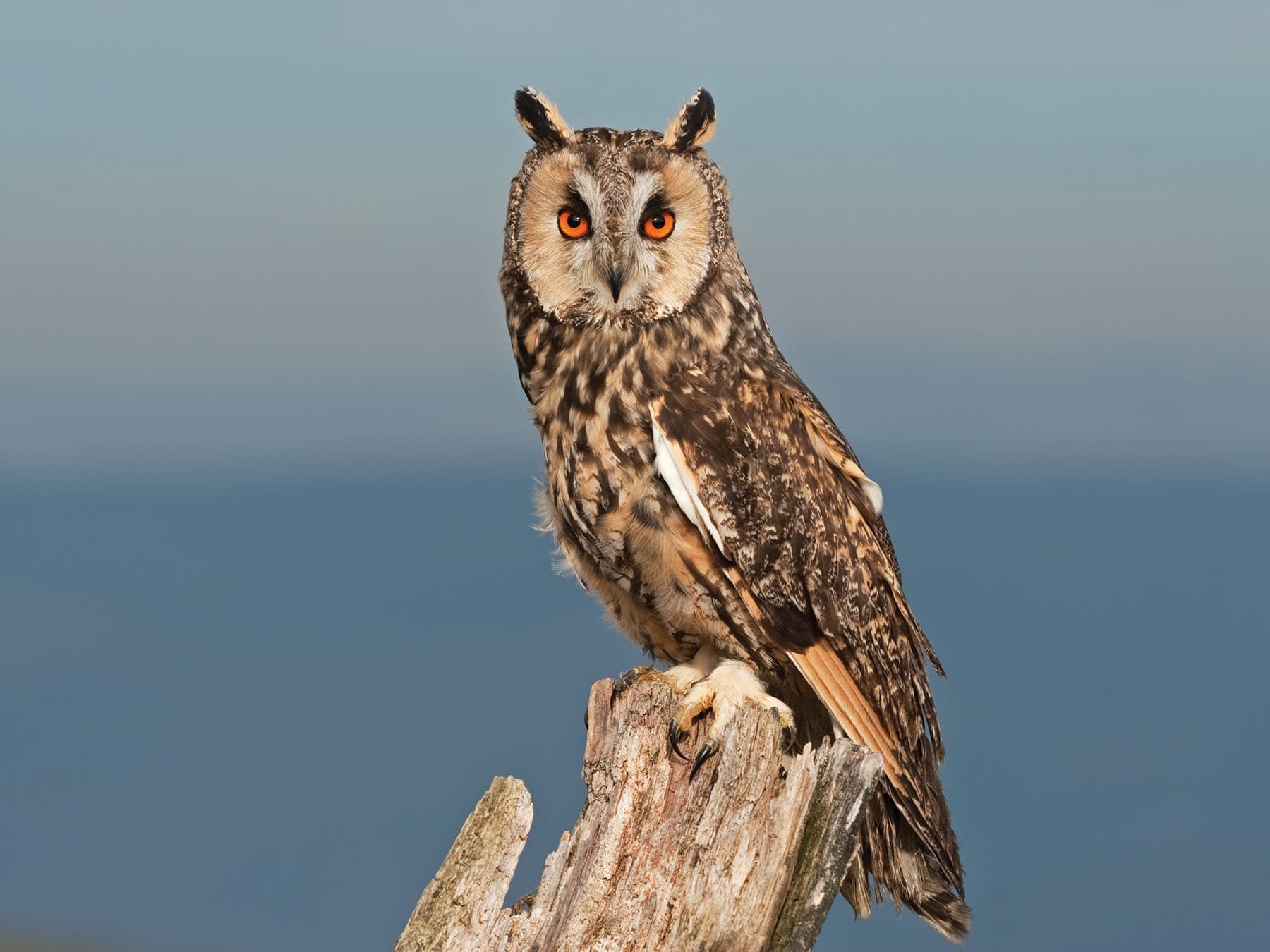 Long-eared Owl