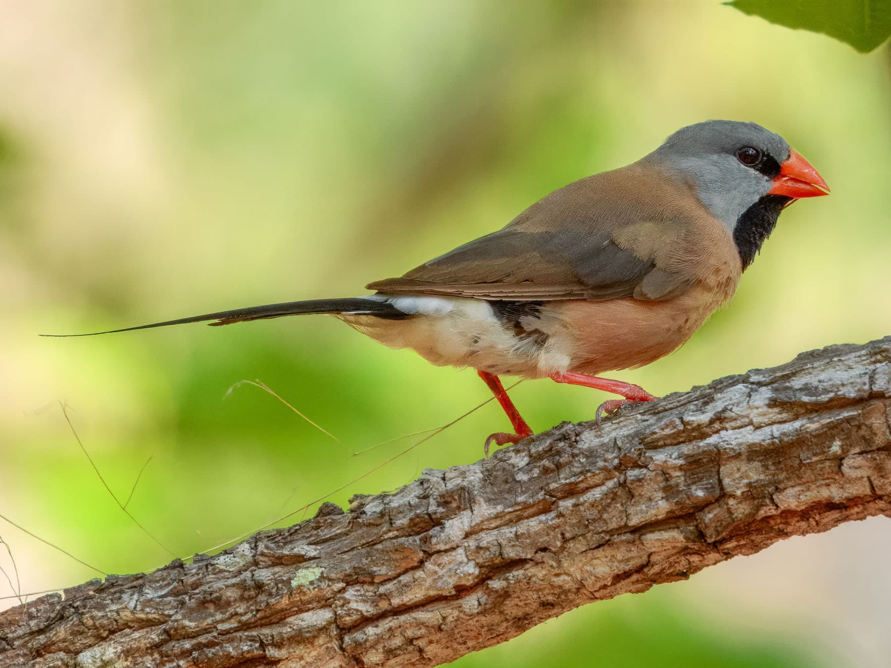 Long-tailed Finch