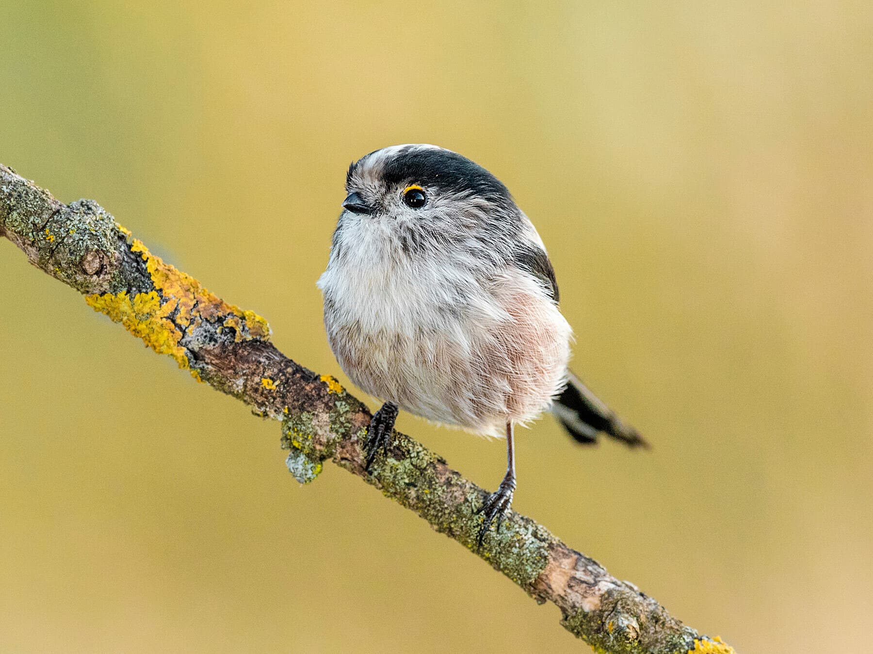 Long-tailed Tits