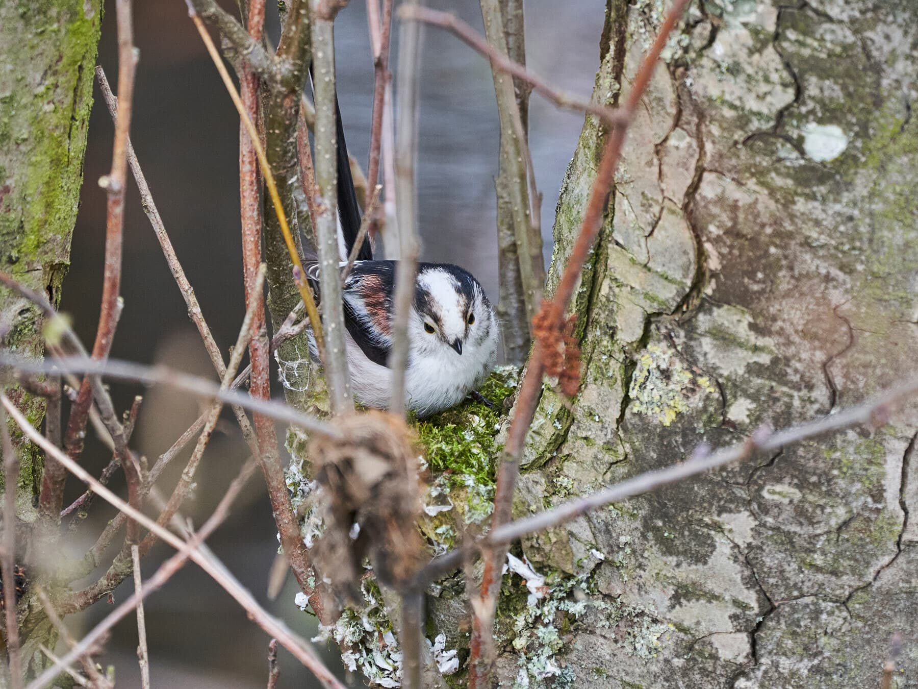 Long tailed tit building nest