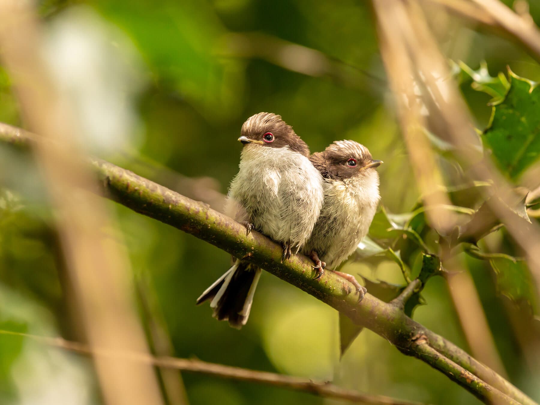 Long tailed tit fledglings