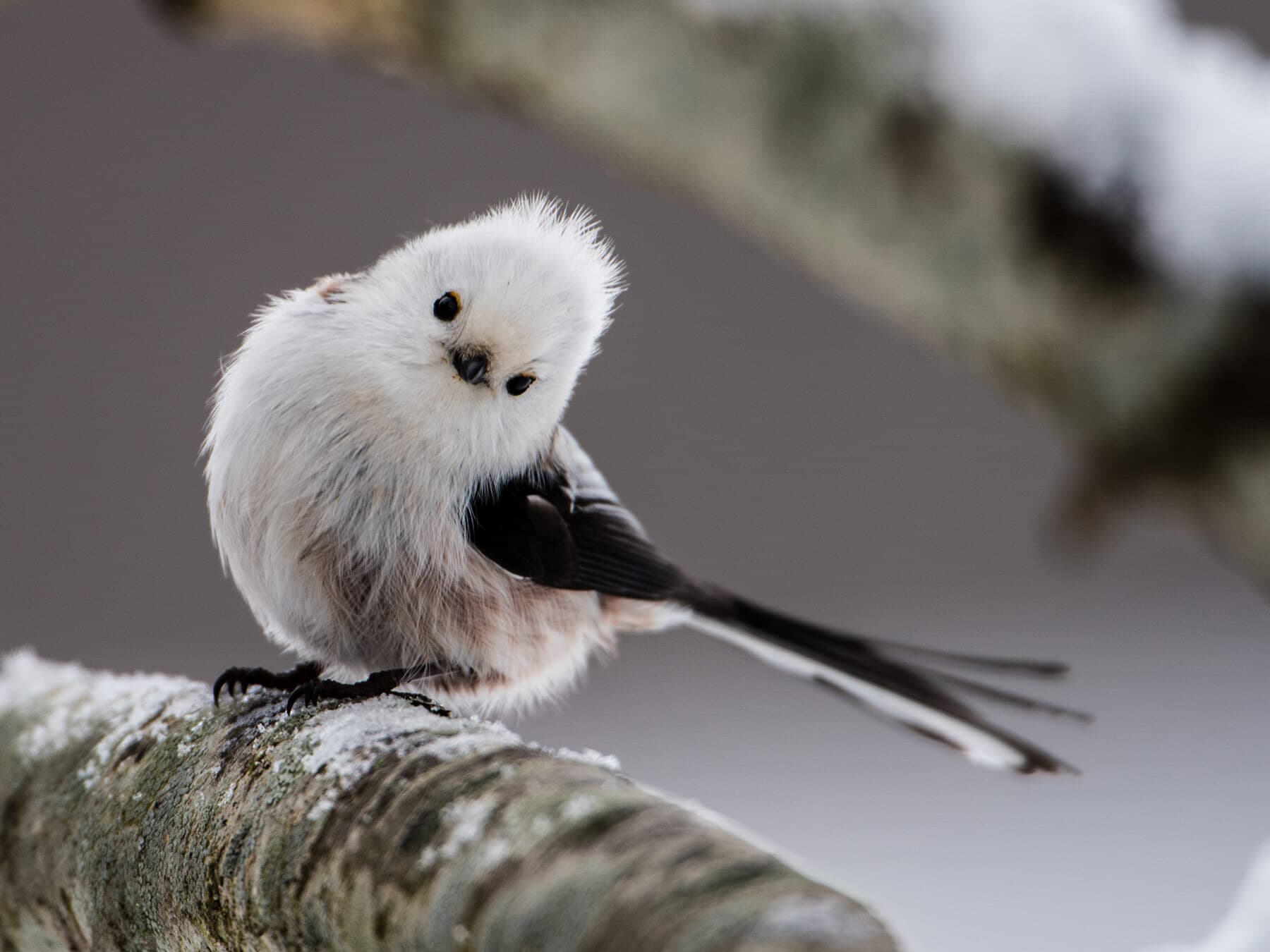 Long tailed tit in winter
