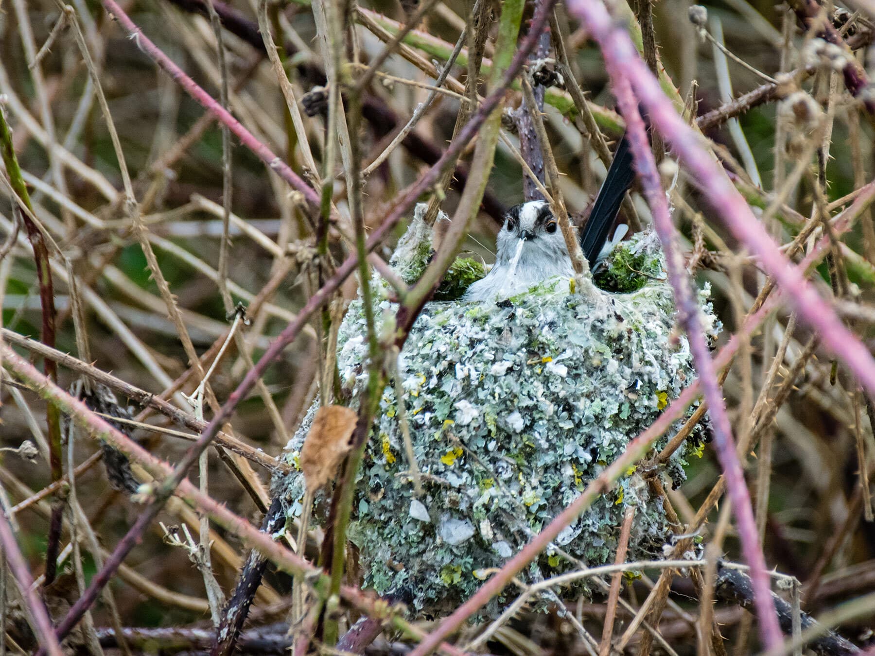 Long tailed tit nesting 1