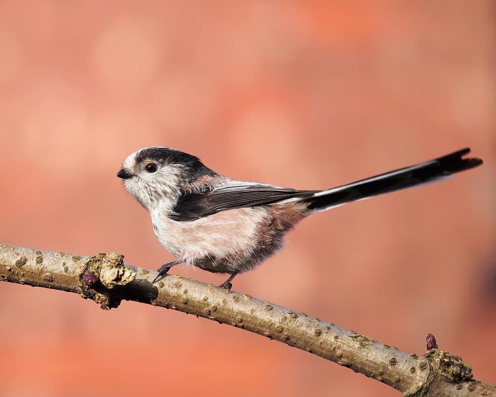 A Long-tailed Tit side on, on a branch