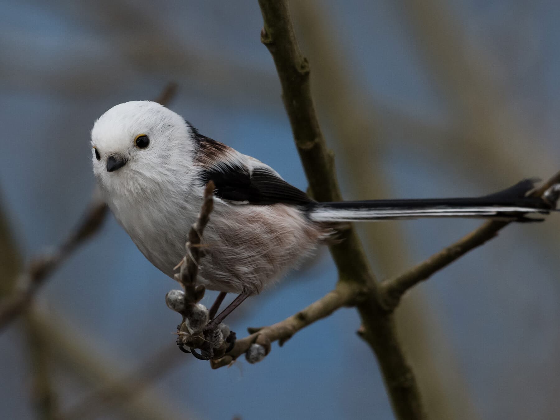 Long tailed tit
