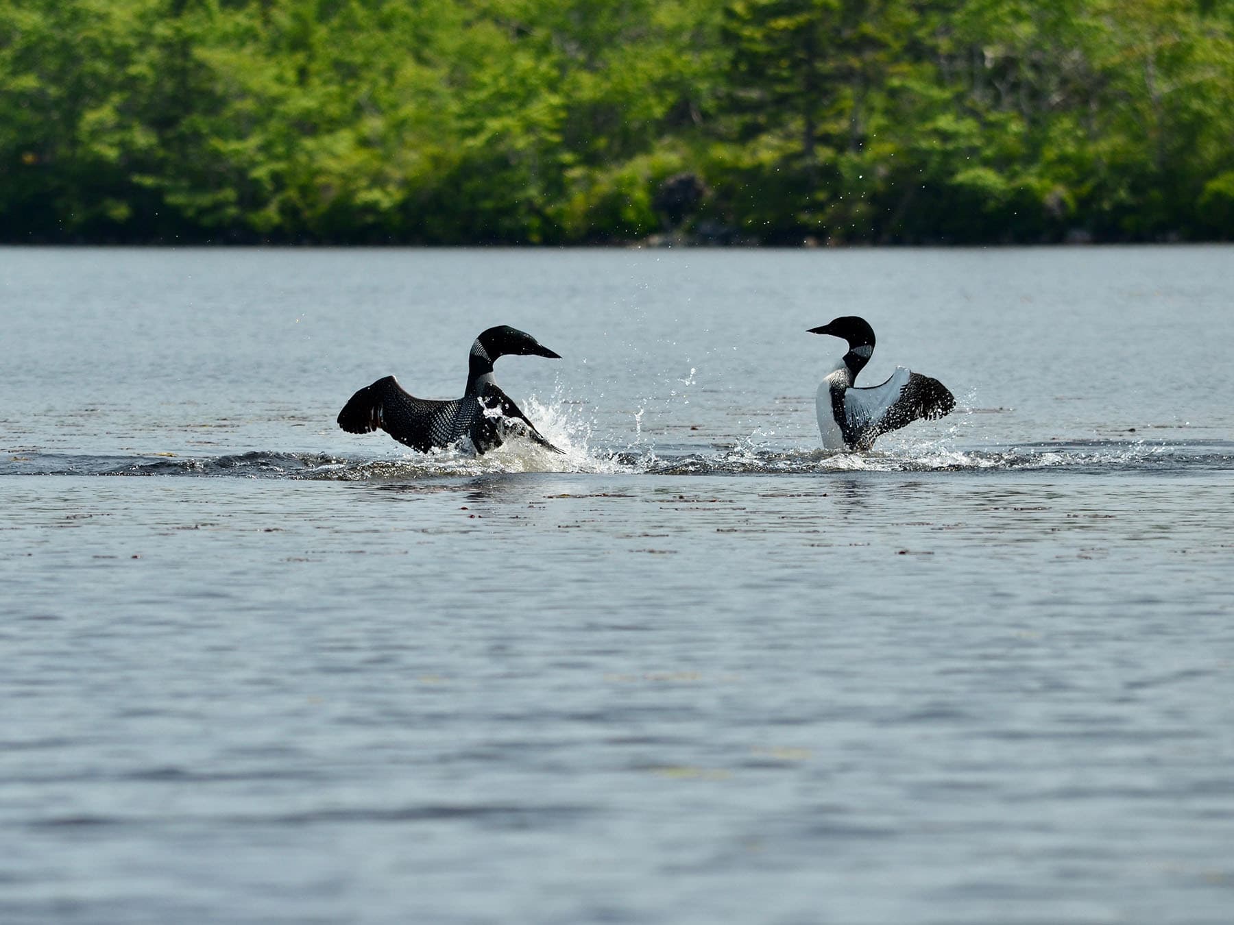Loon courtship