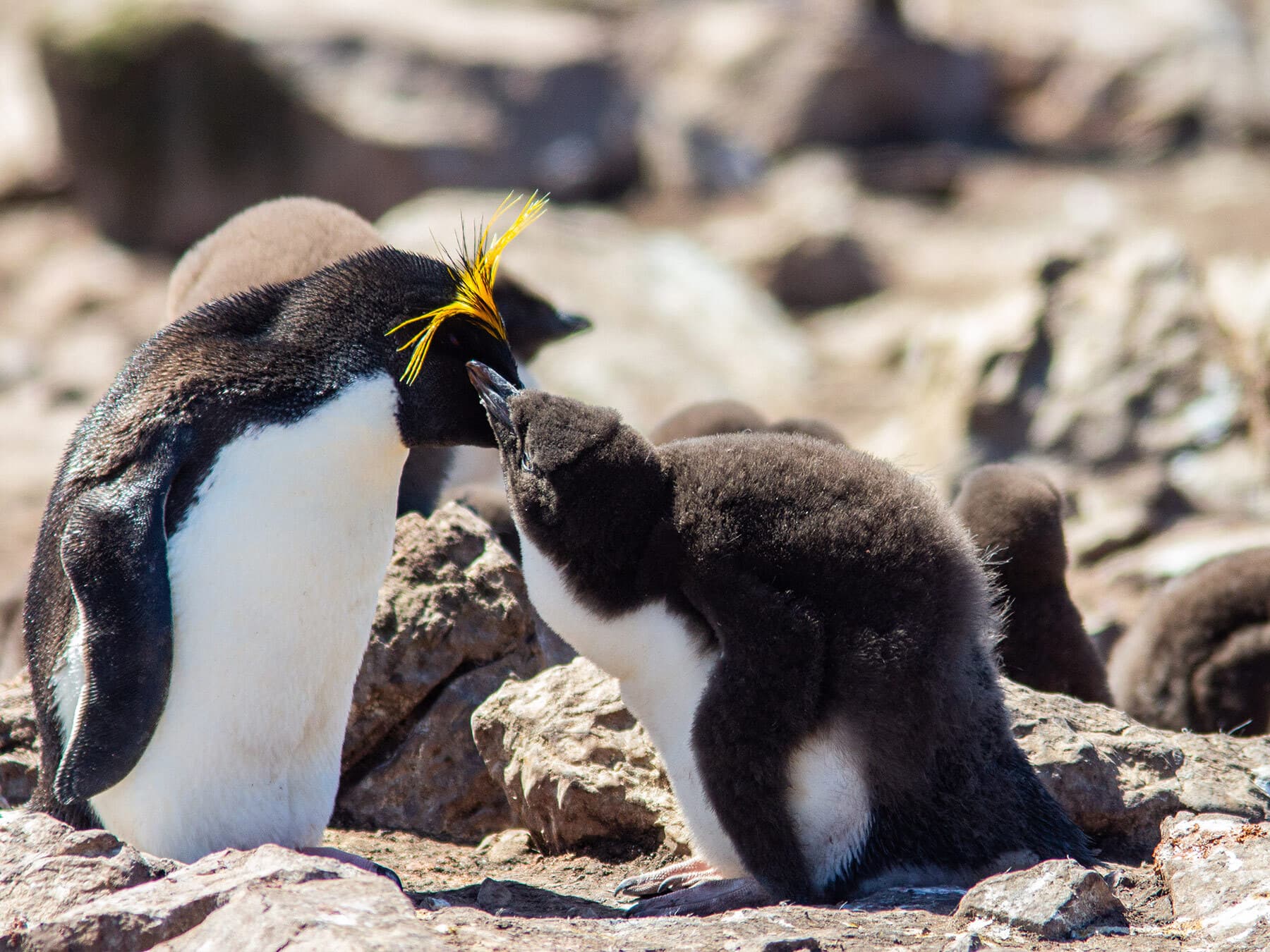 Macaroni penguin chick