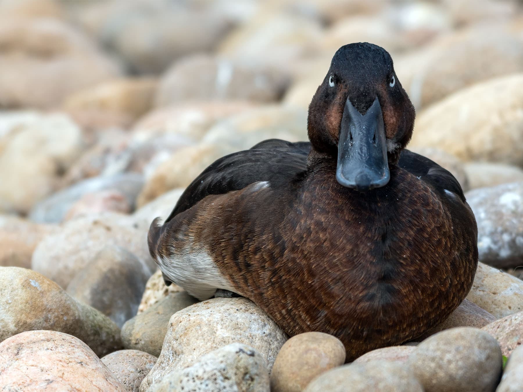 Madagascar pochard resting on pebbles