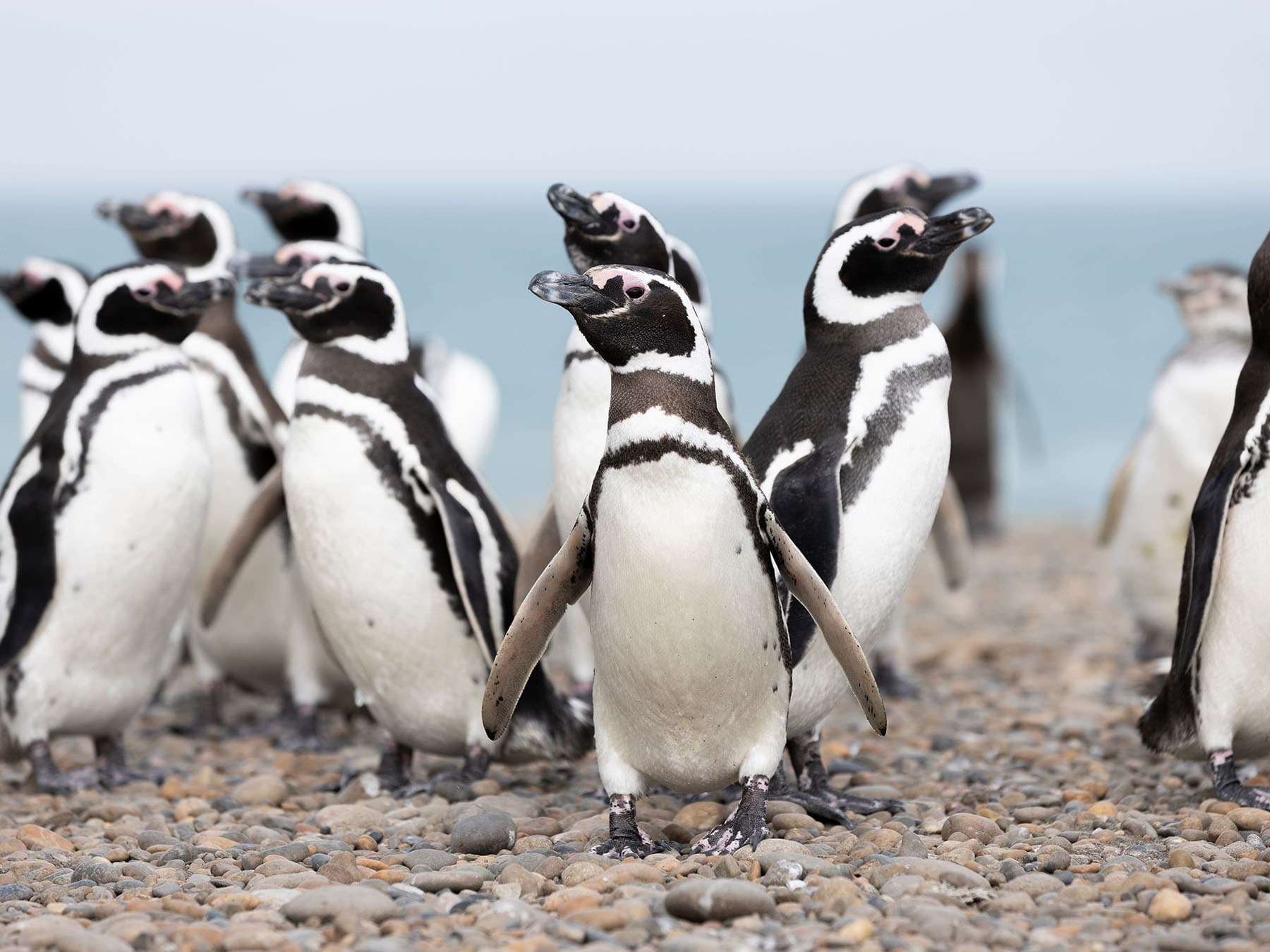 A small group of Magellanic Penguins
