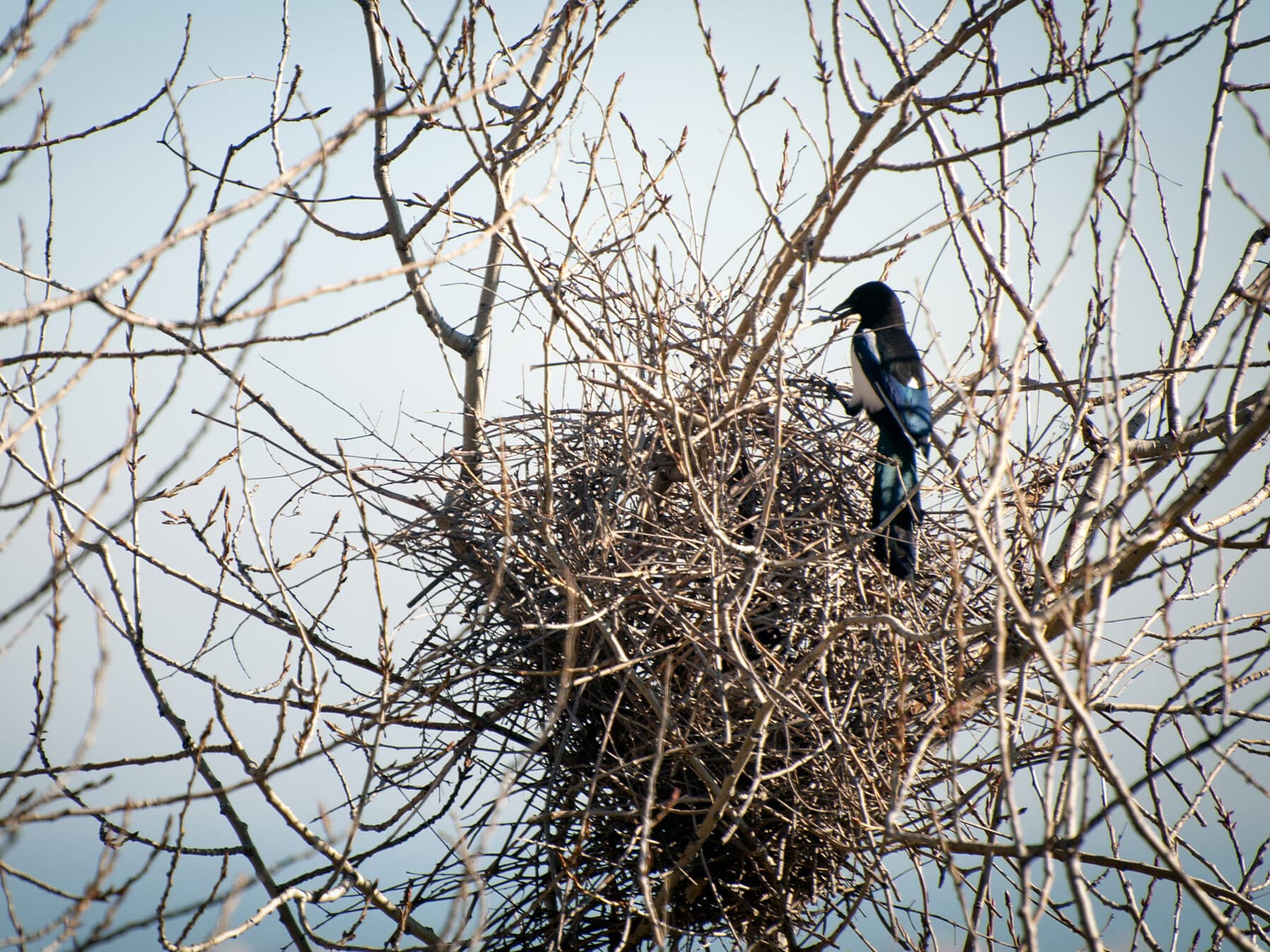 Magpie building nest
