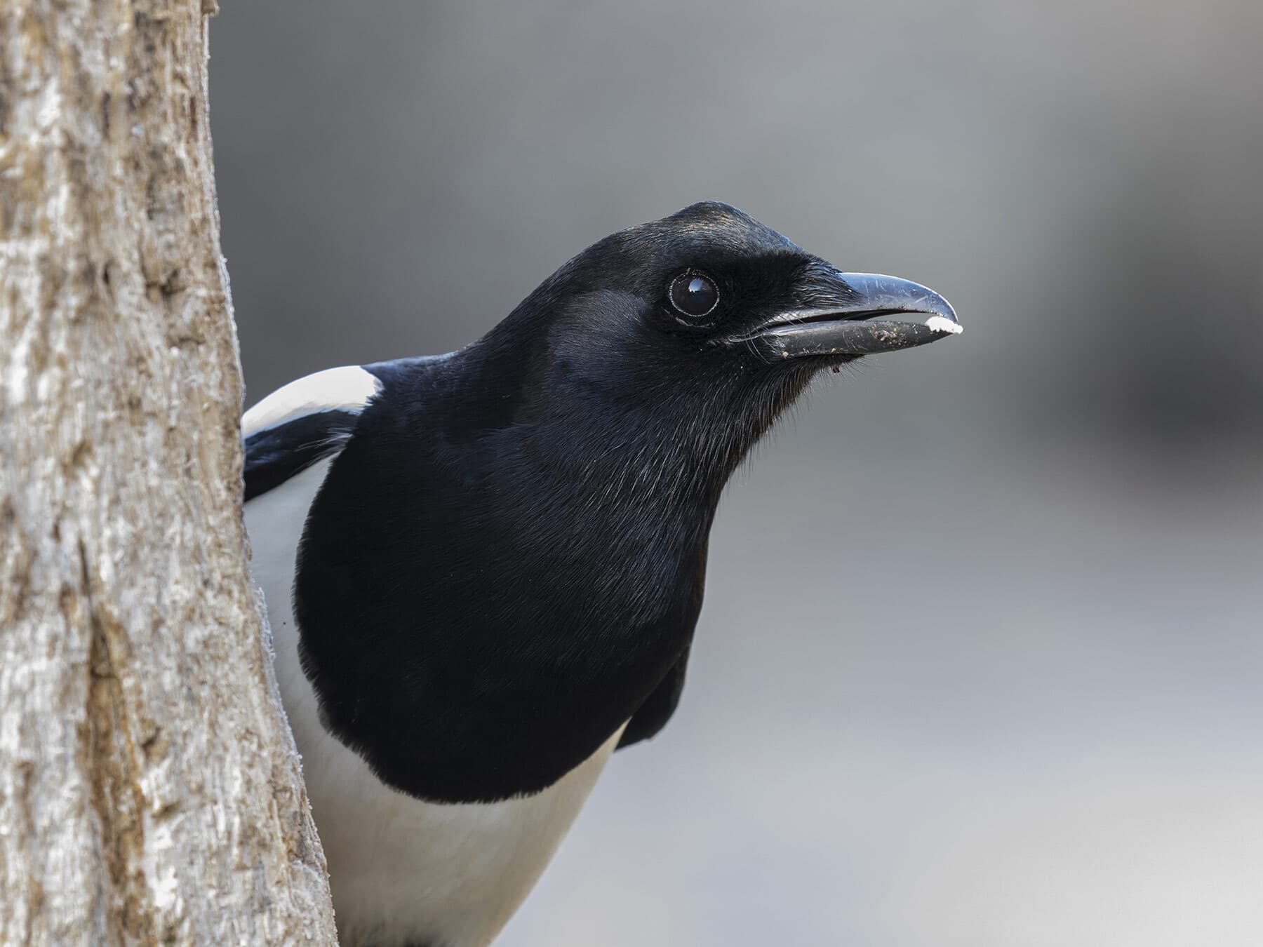 Magpie close up