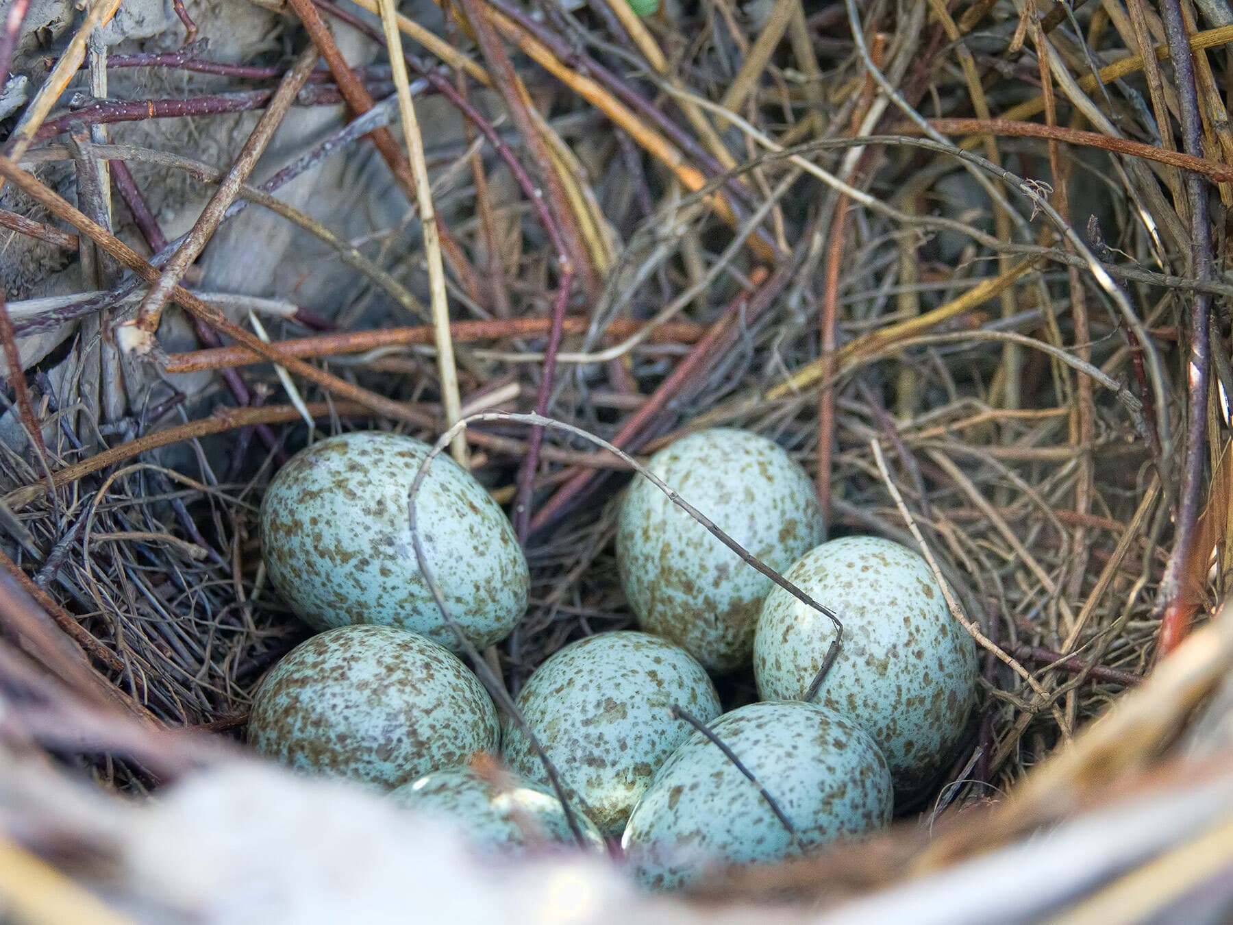 Magpie eggs in nest