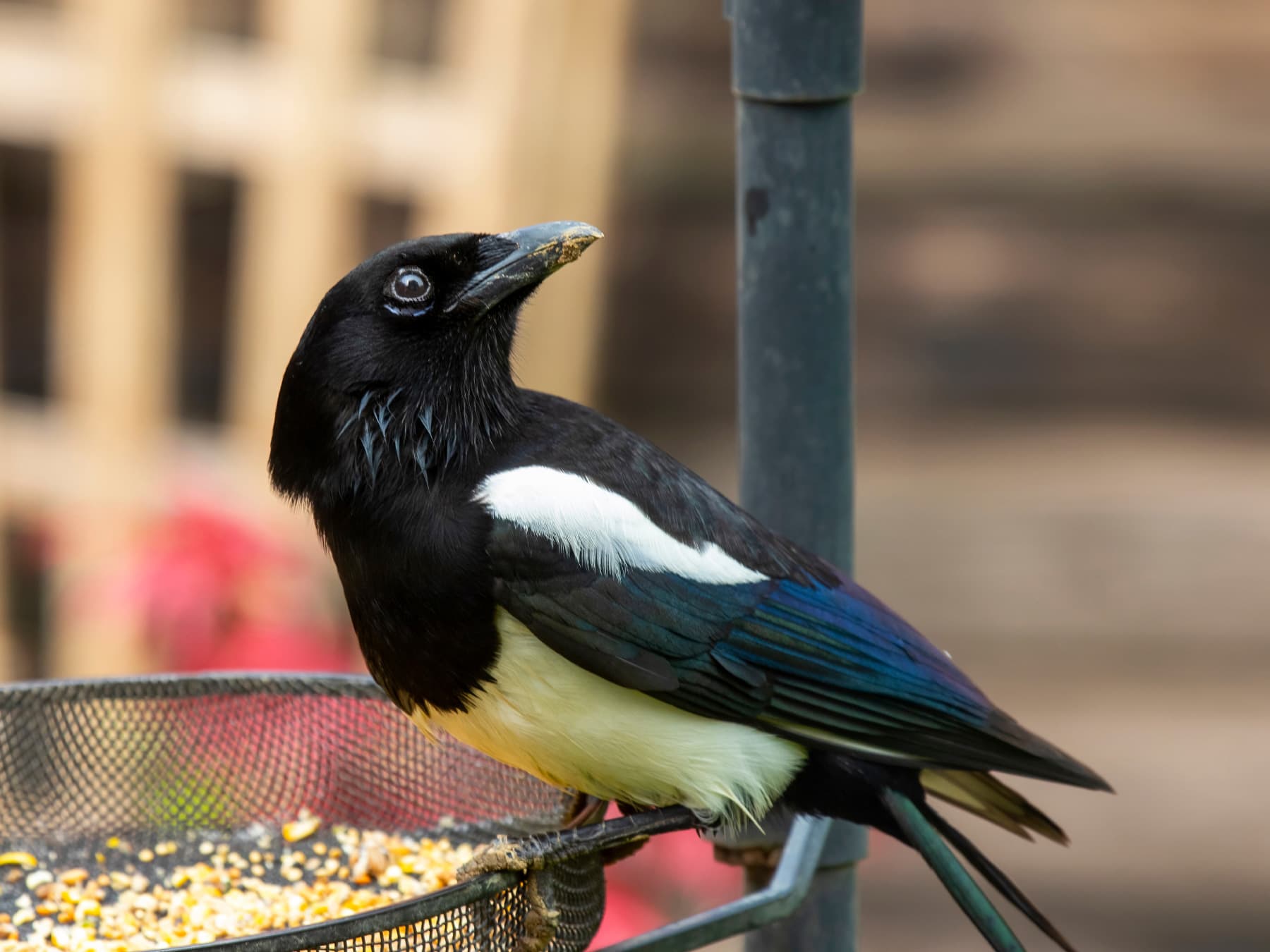 Magpie feeding from garden feeder