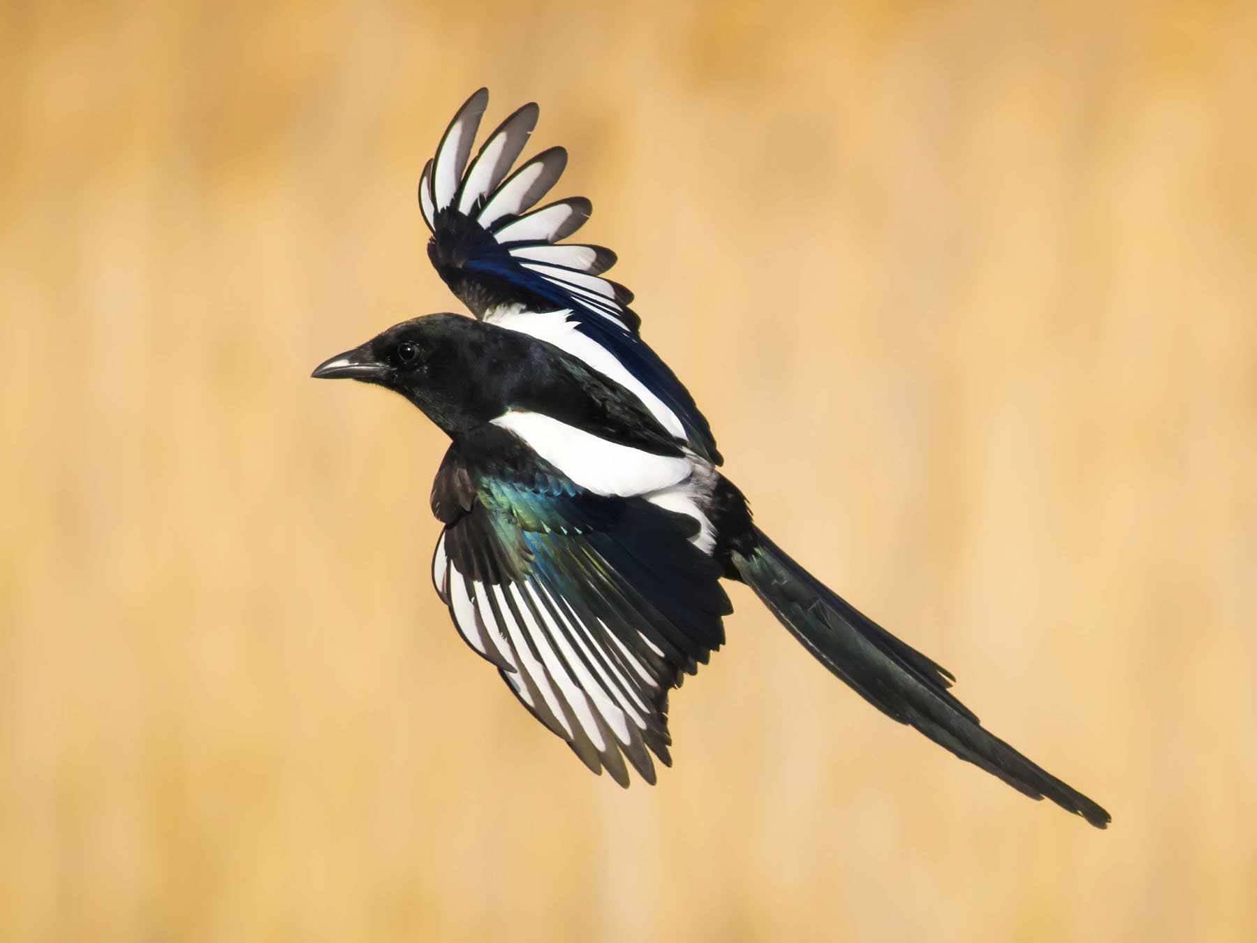 Eurasian Magpie in flight