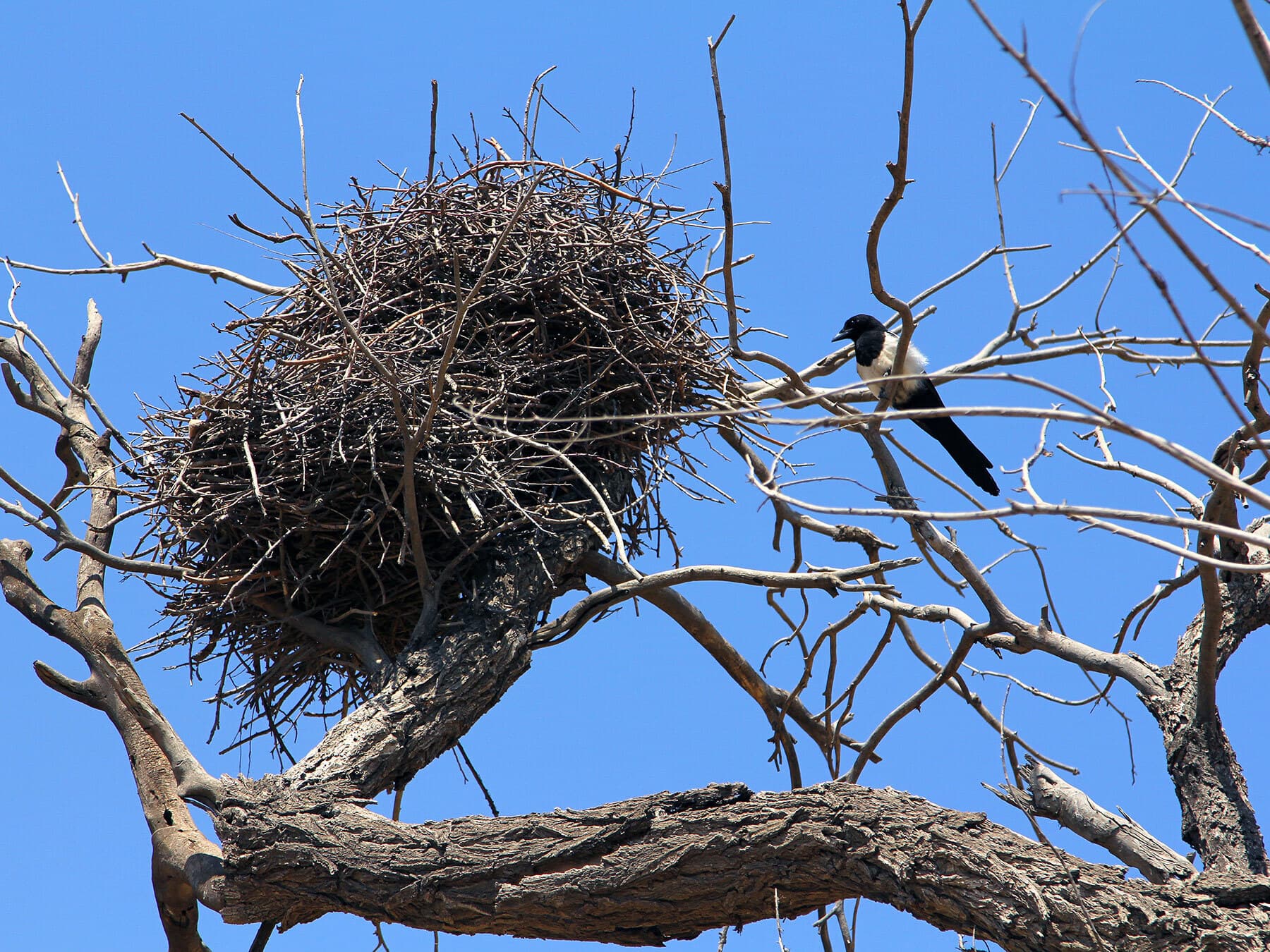 Magpie nest