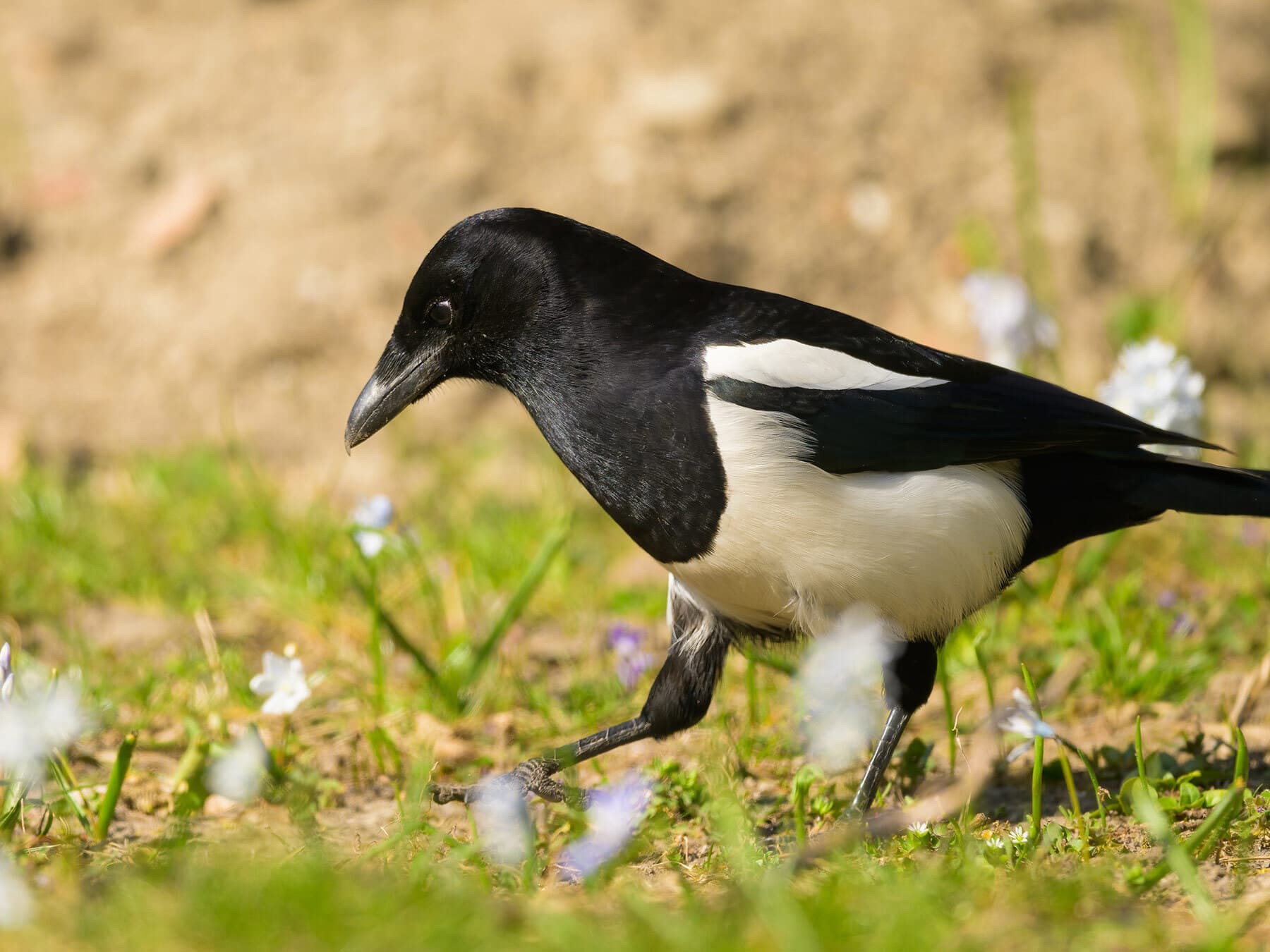 Magpie nesting materials