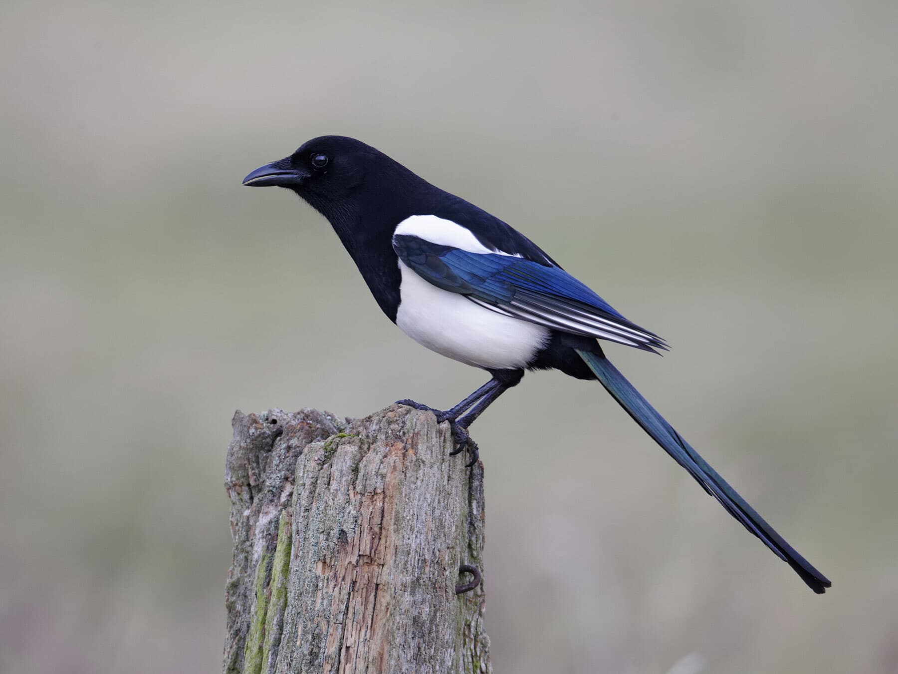 A Magpie on a fence post