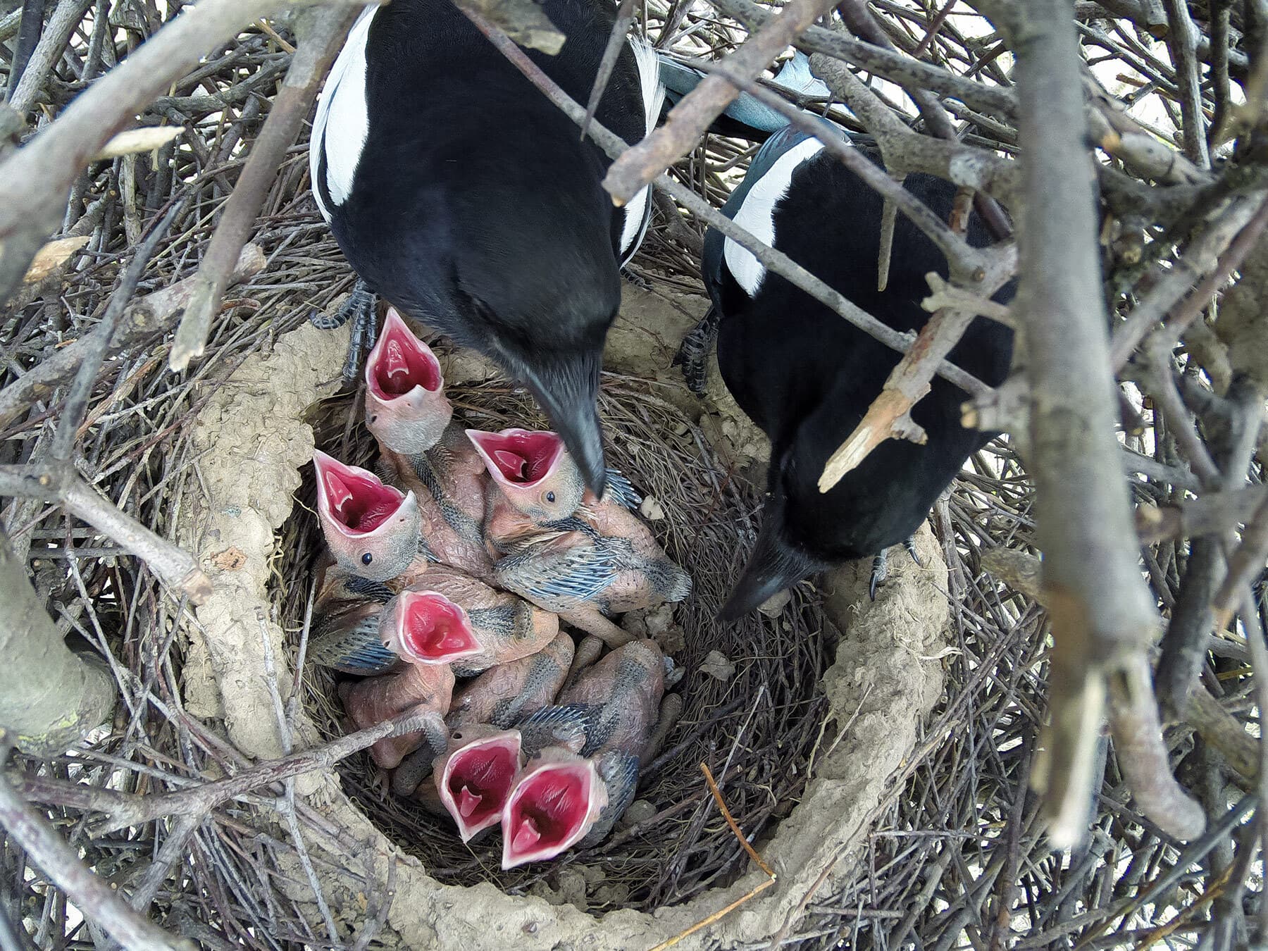 Magpies feeding chicks