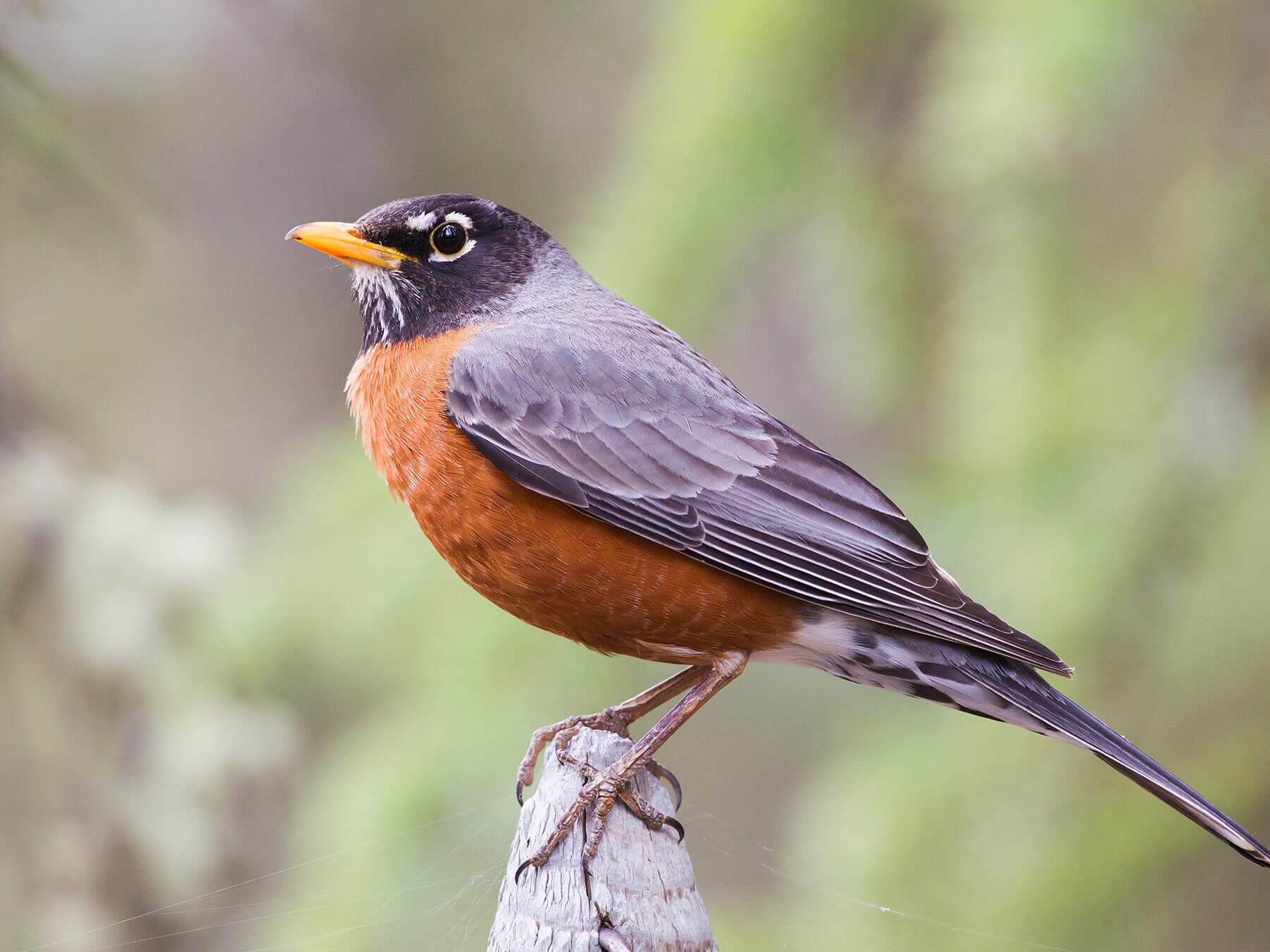 An adult male American Robin with a blackish head, white eye crescents, yellow bill and brick-red breast