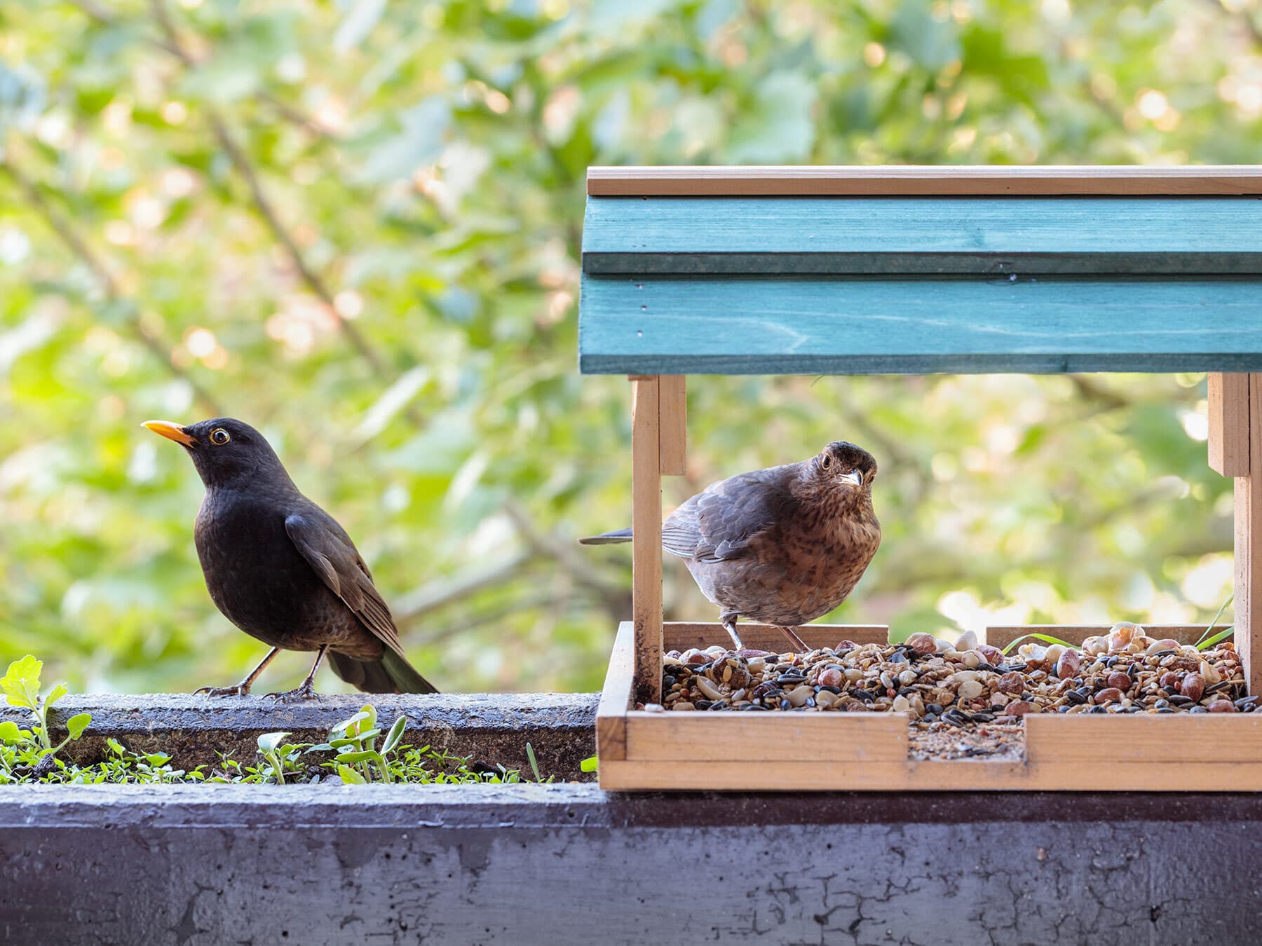 Male and female blackbird at feeder