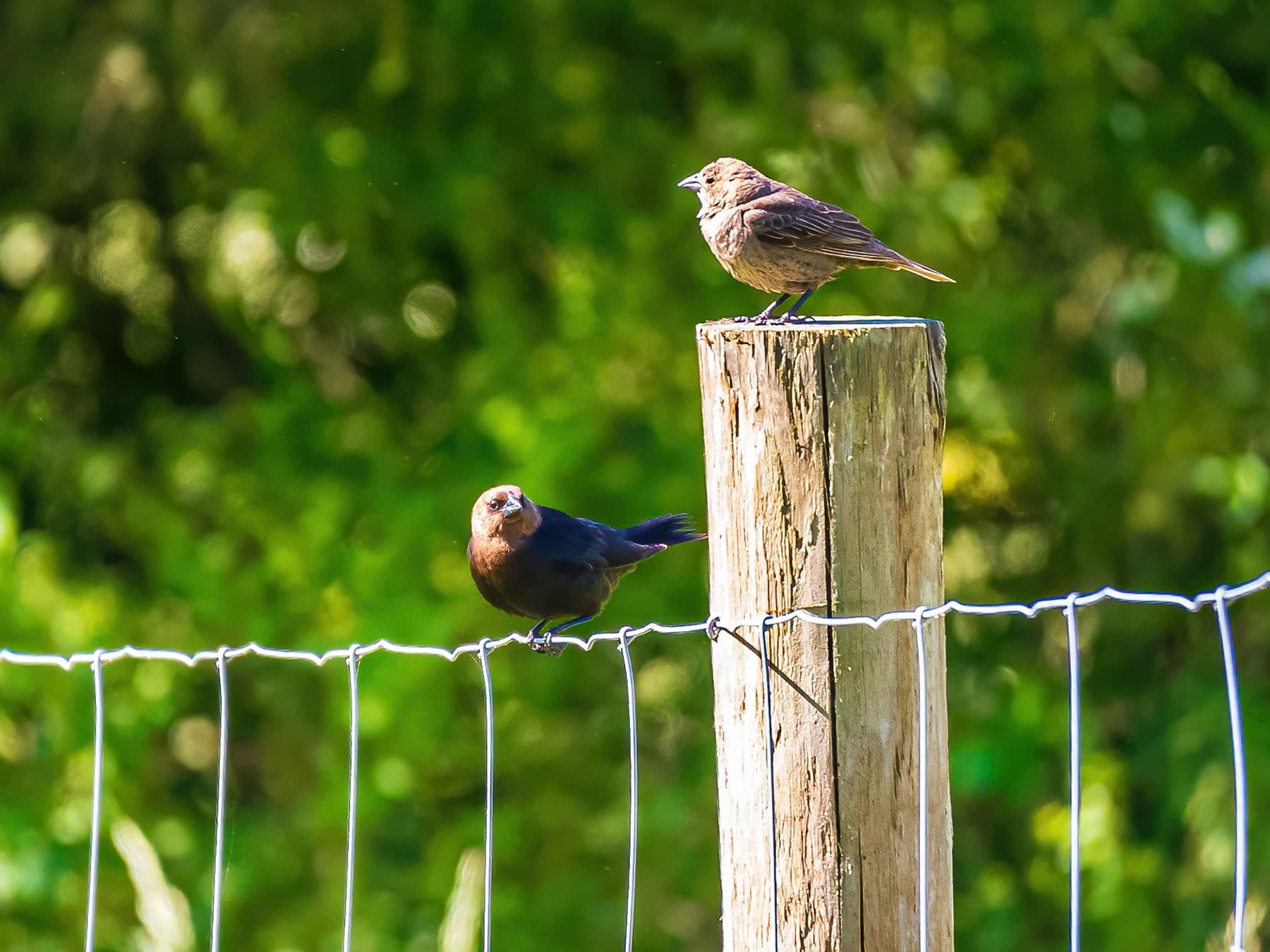 A male (on the wire) and a female Brown-headed Cowbird on a fence