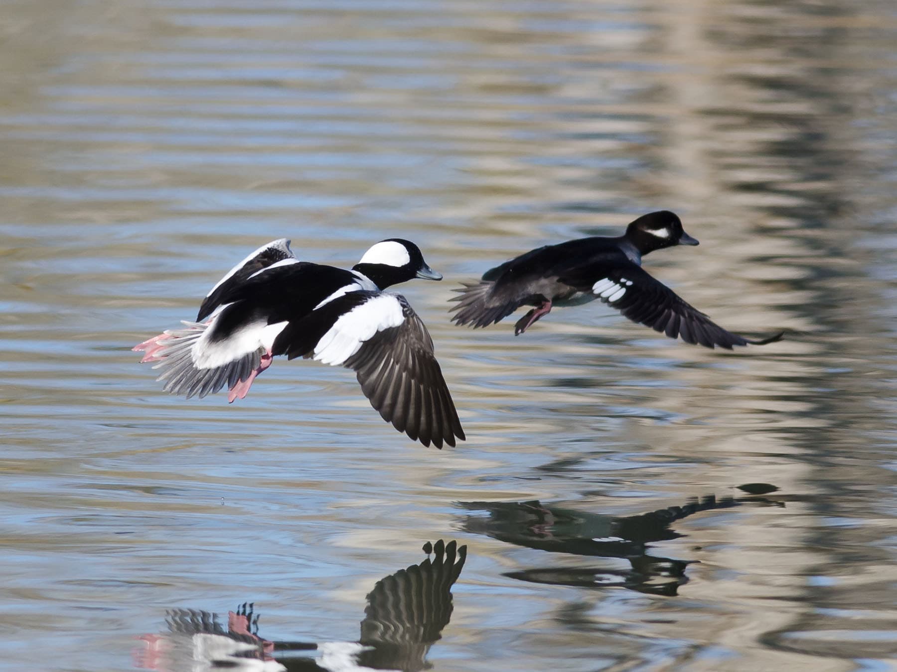 Male and female buffleheads