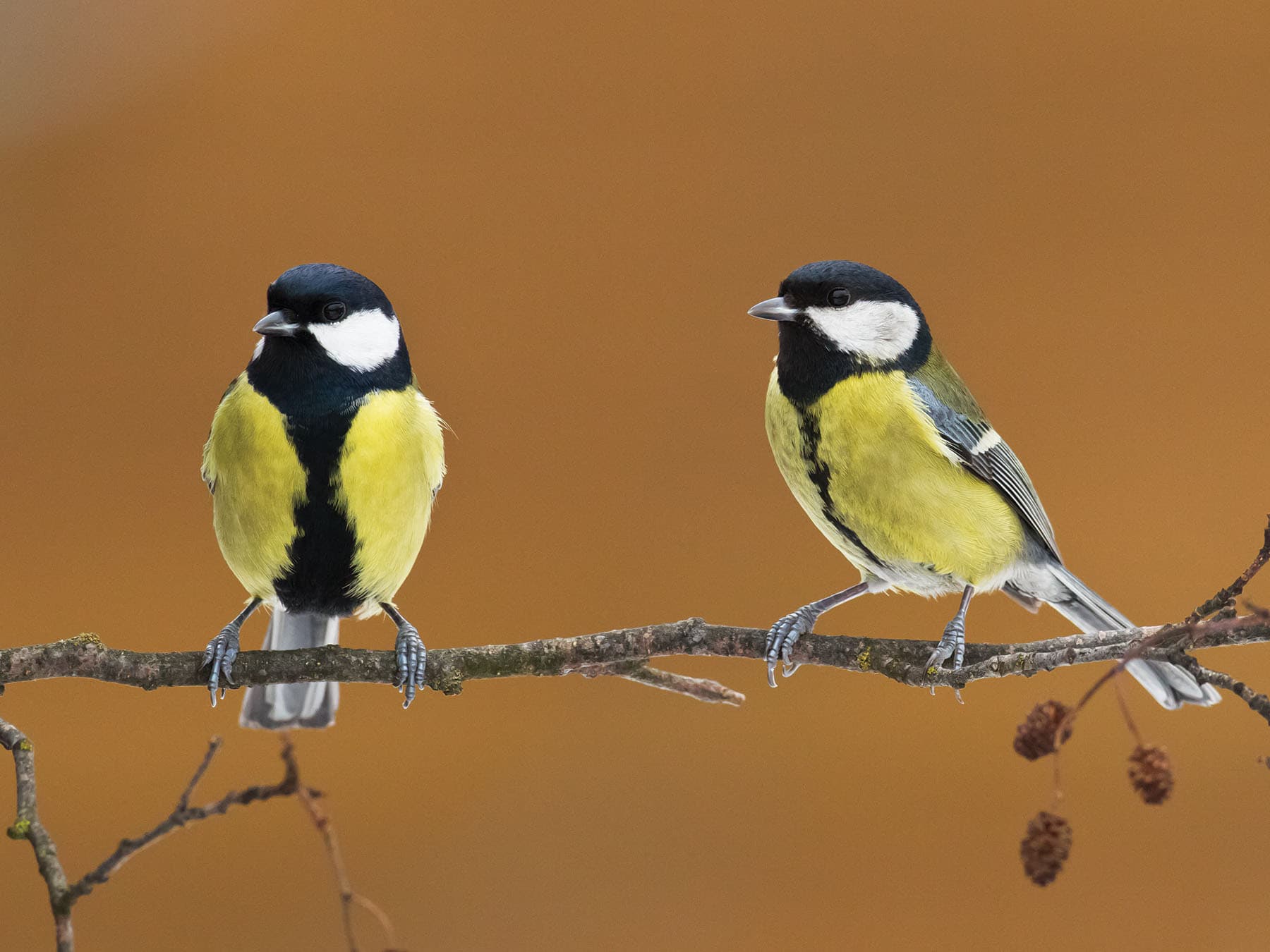 Male left, and female right, Great tits - males have a larger black stripe down the breast