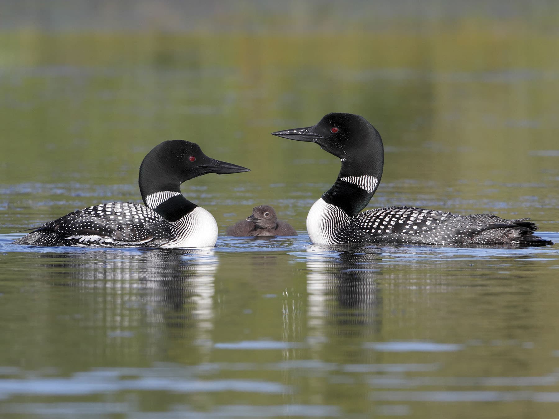 Male and female loons