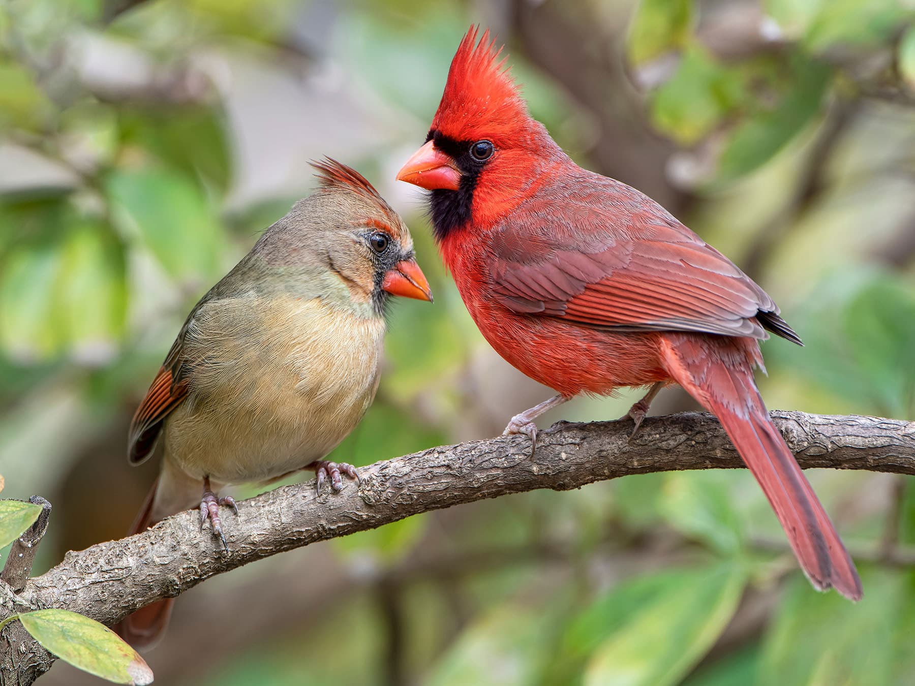 Female left, and male right, Northern Cardinal pair