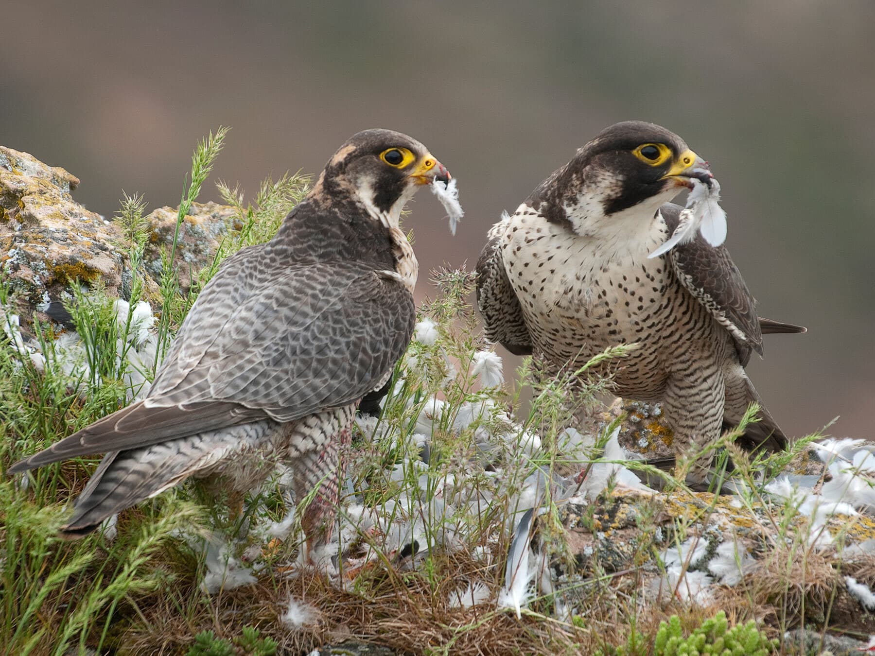 Male and female peregrine falcons
