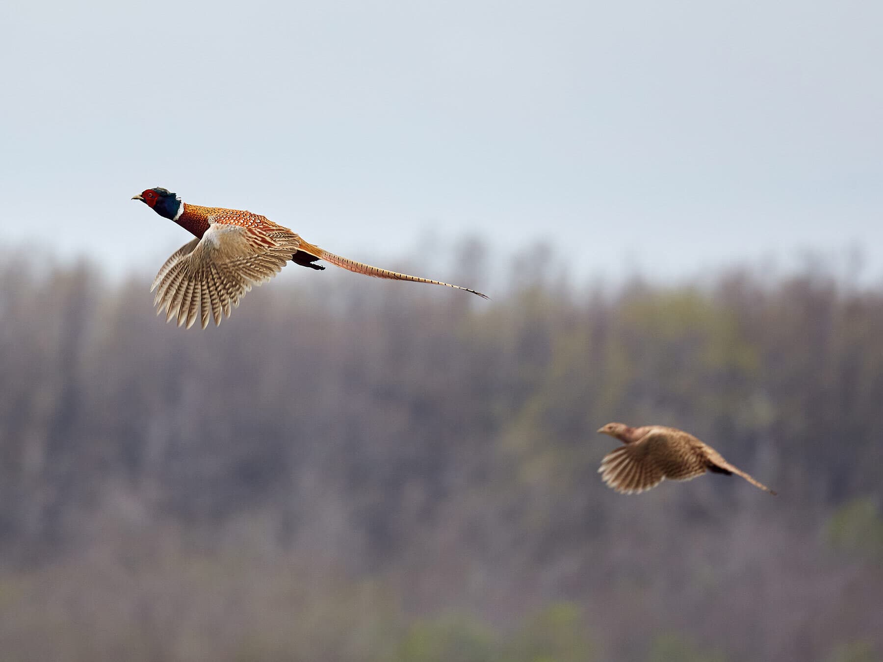 Male and female pheasant in flight