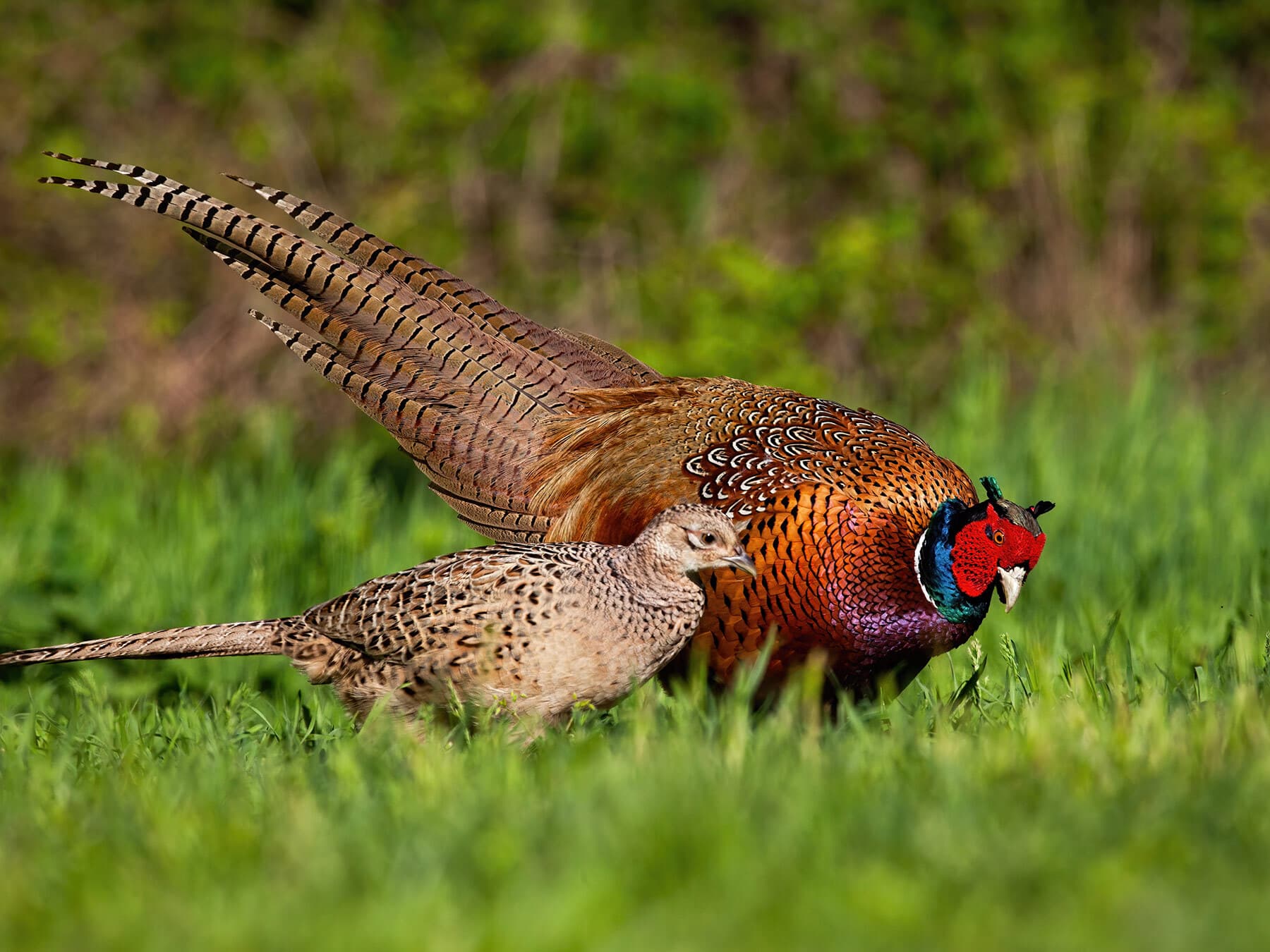 Male and female pheasant