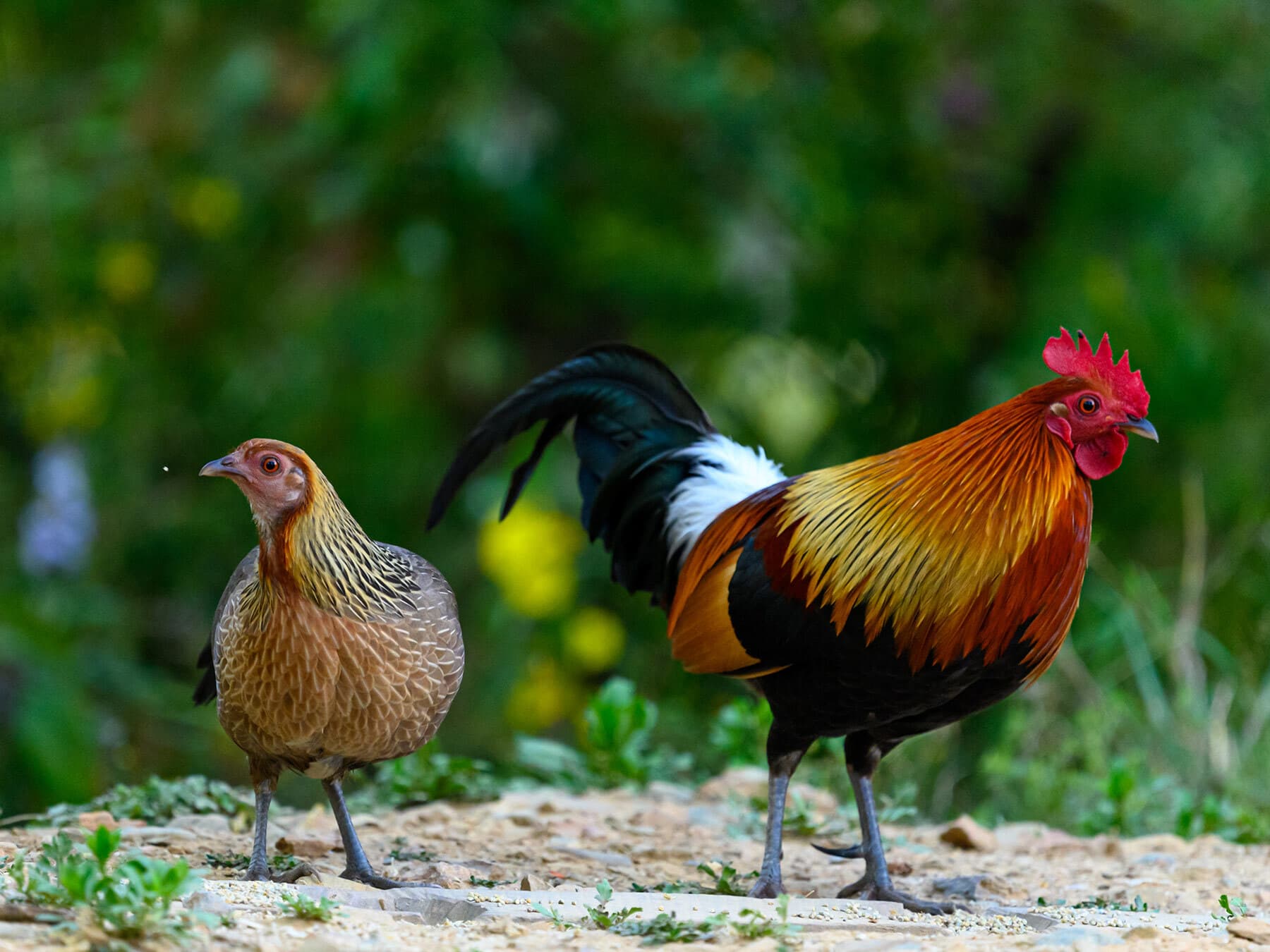 Male and female red junglefowl