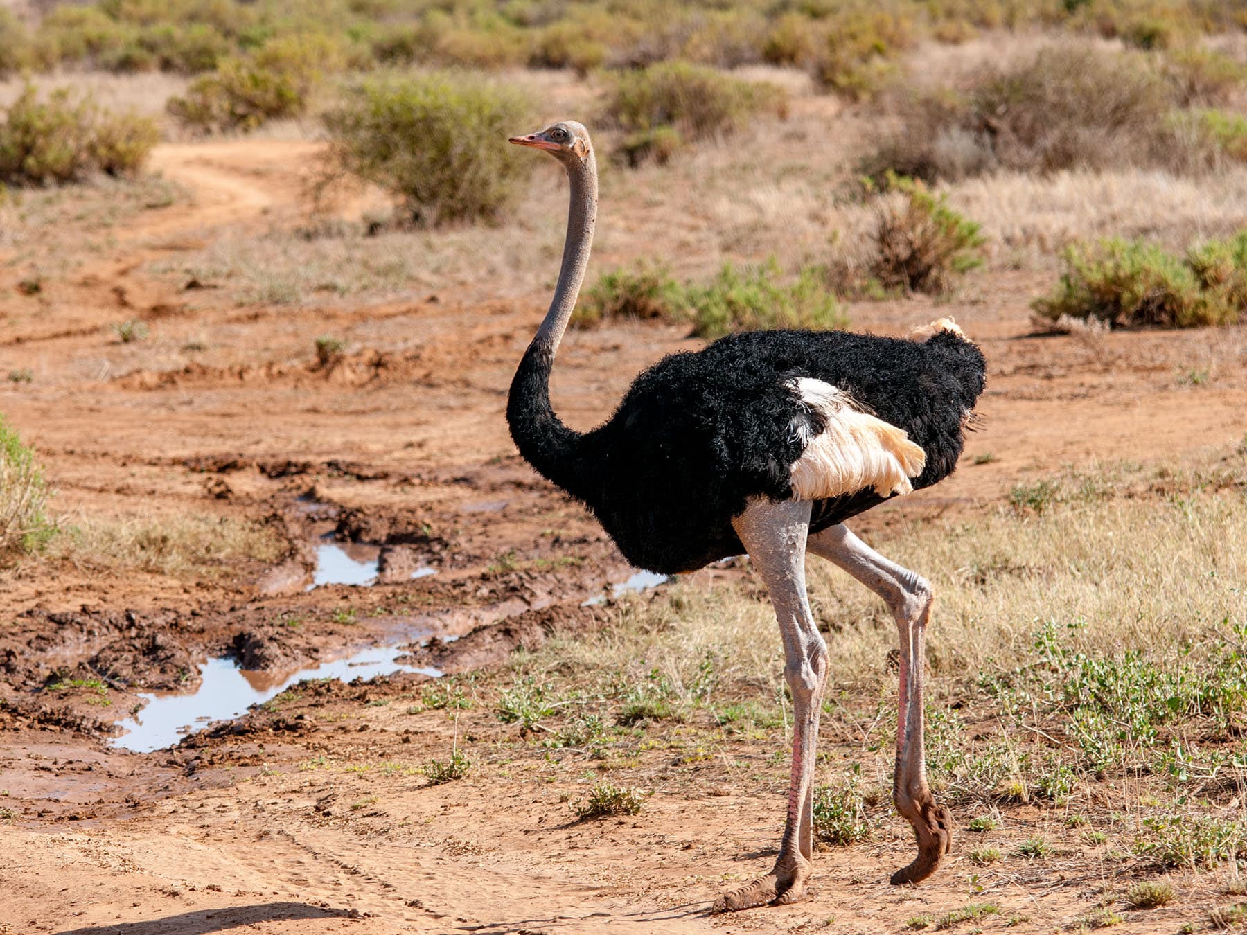 Male breeding ostrich