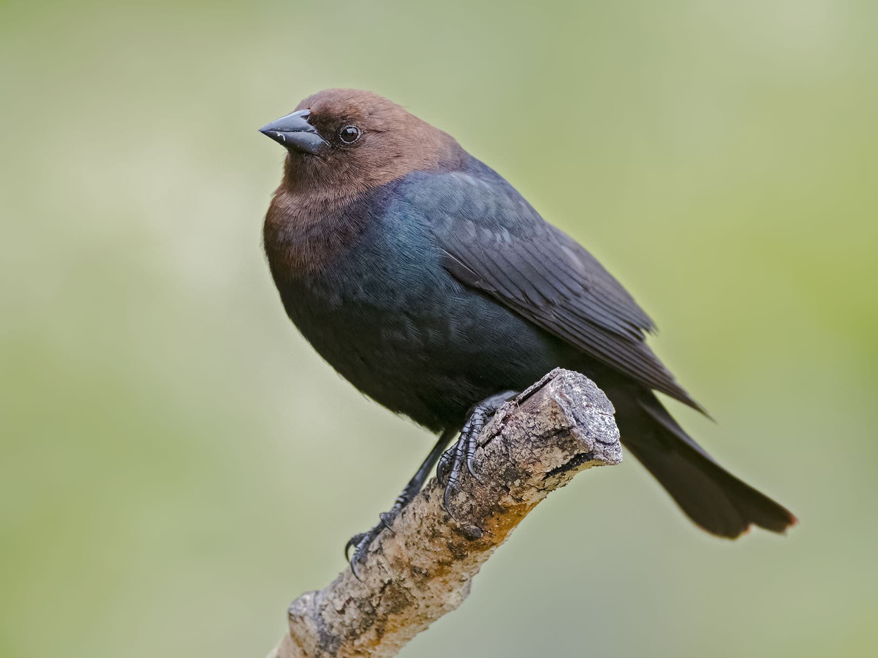 Brown-headed Cowbird