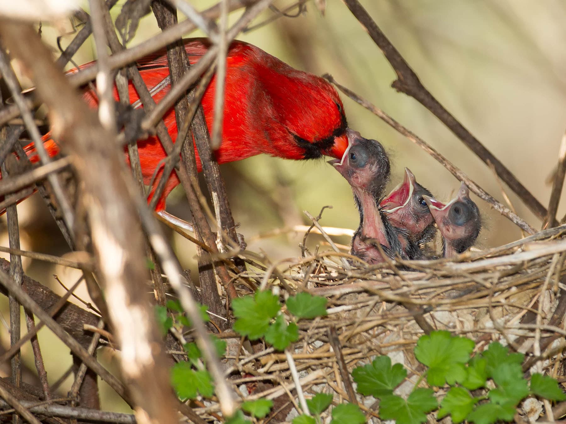 Male cardinal feeding chicks