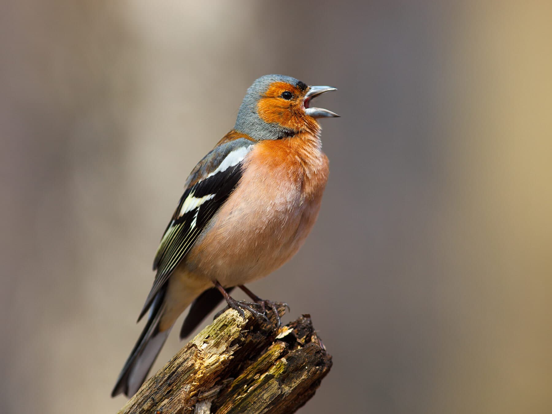 Male chaffinch singing