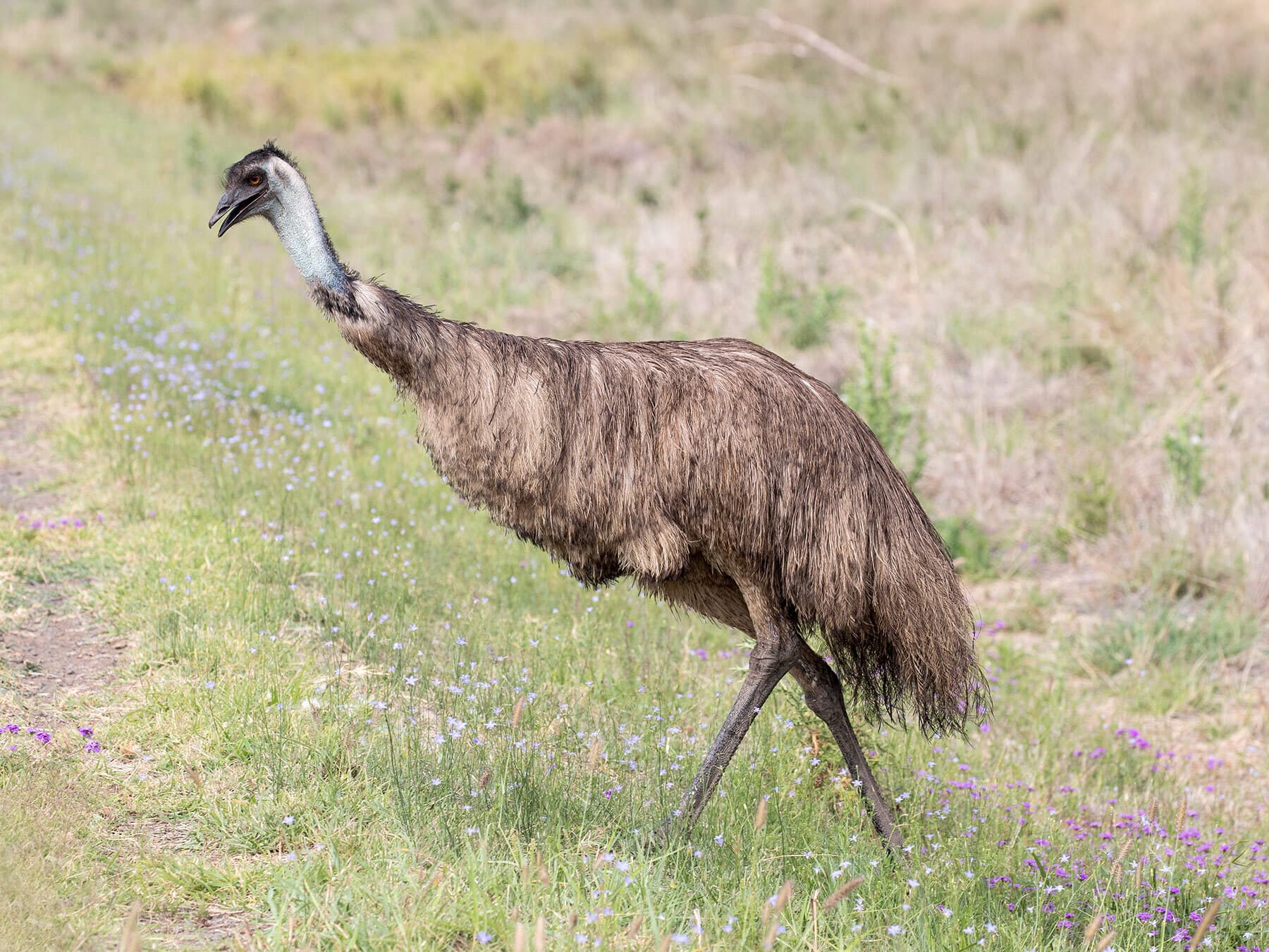 Male emu foraging