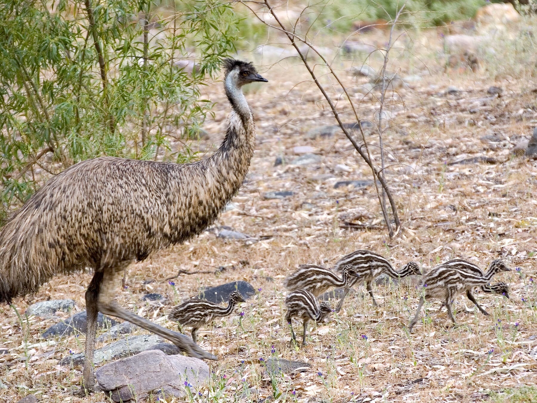 Male emu with chicks