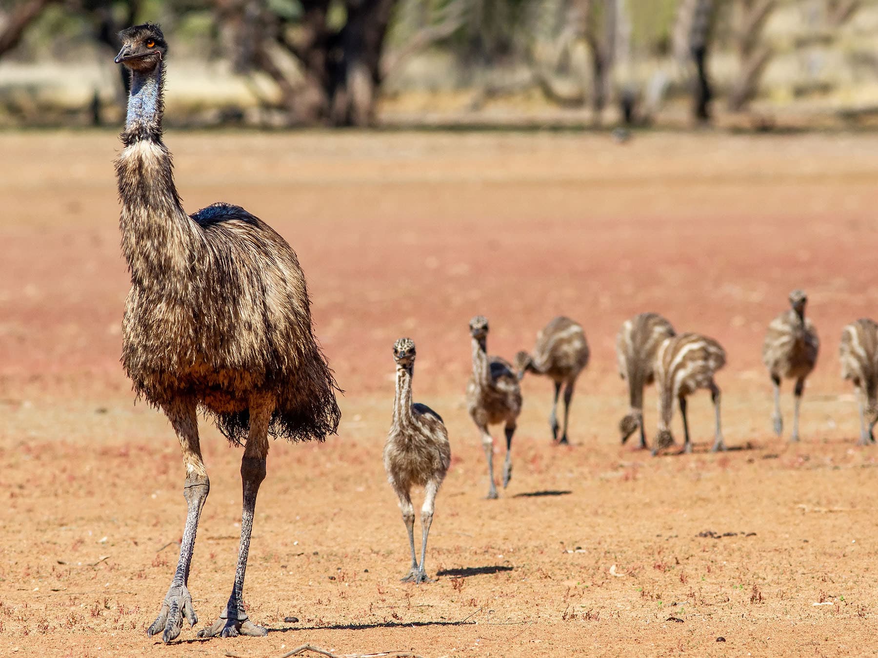 Male emu with chicks