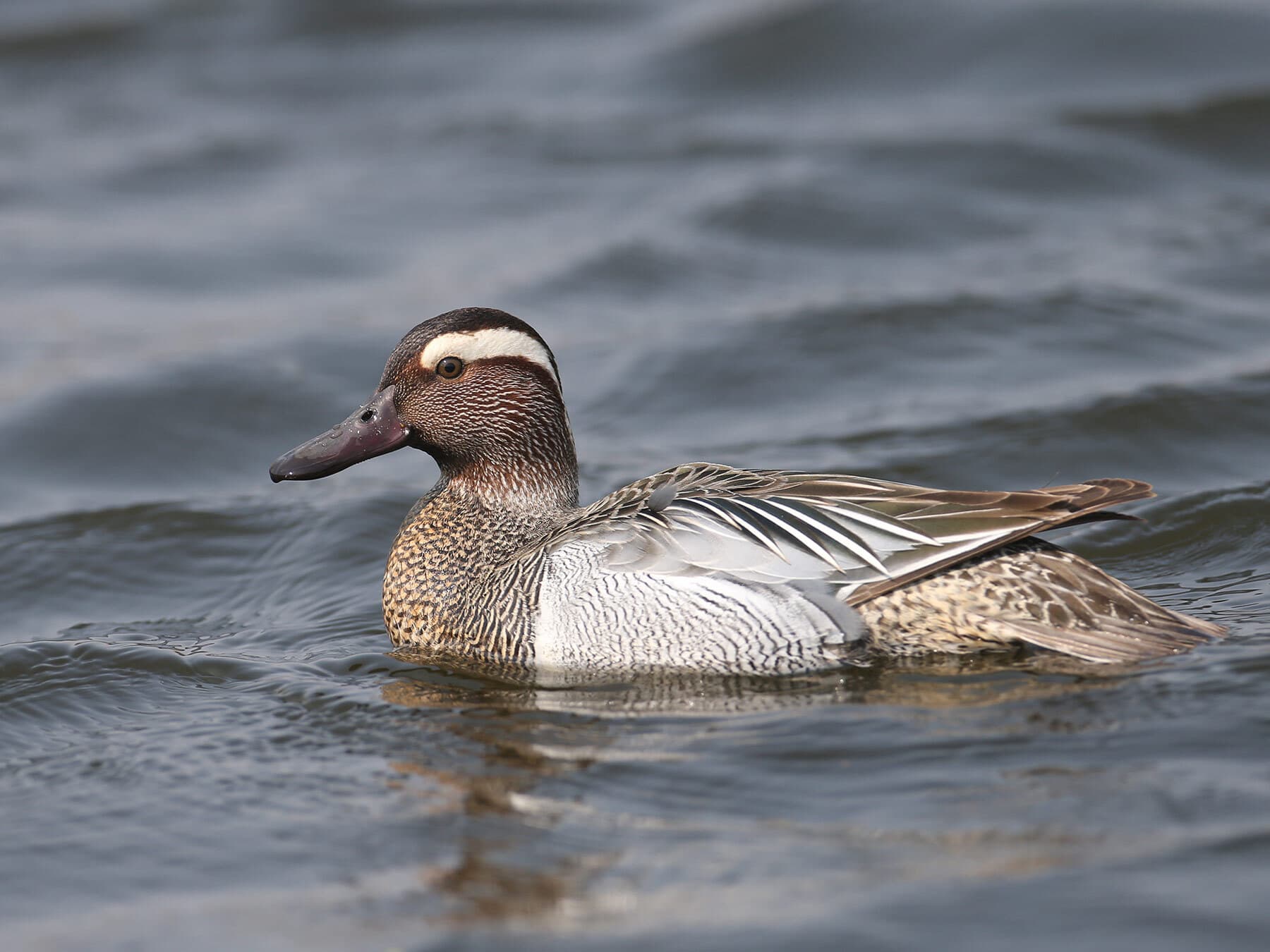 Male garganey
