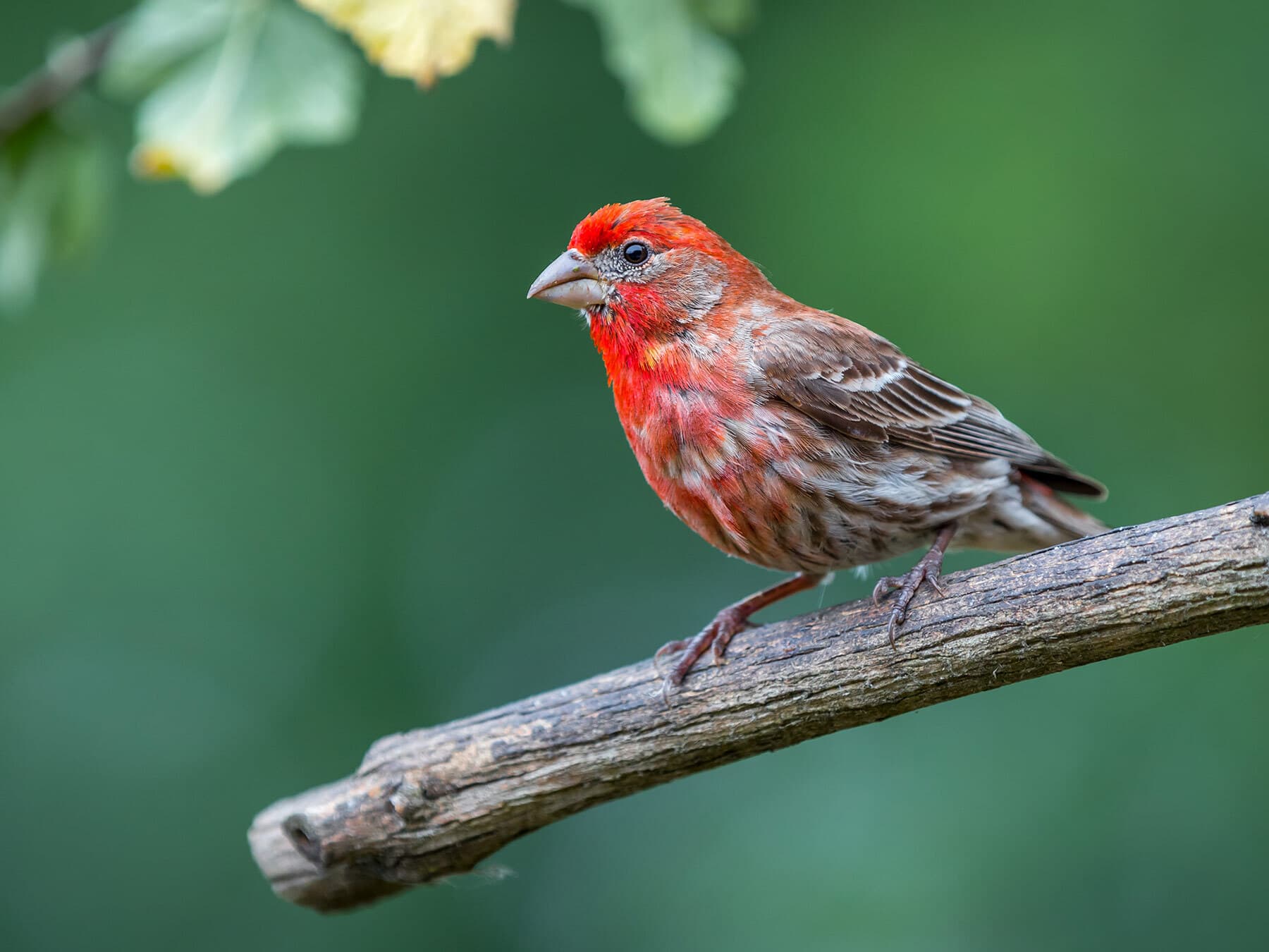 A male House Finch: red forehead, eyebrow and breast, and streaked flanks