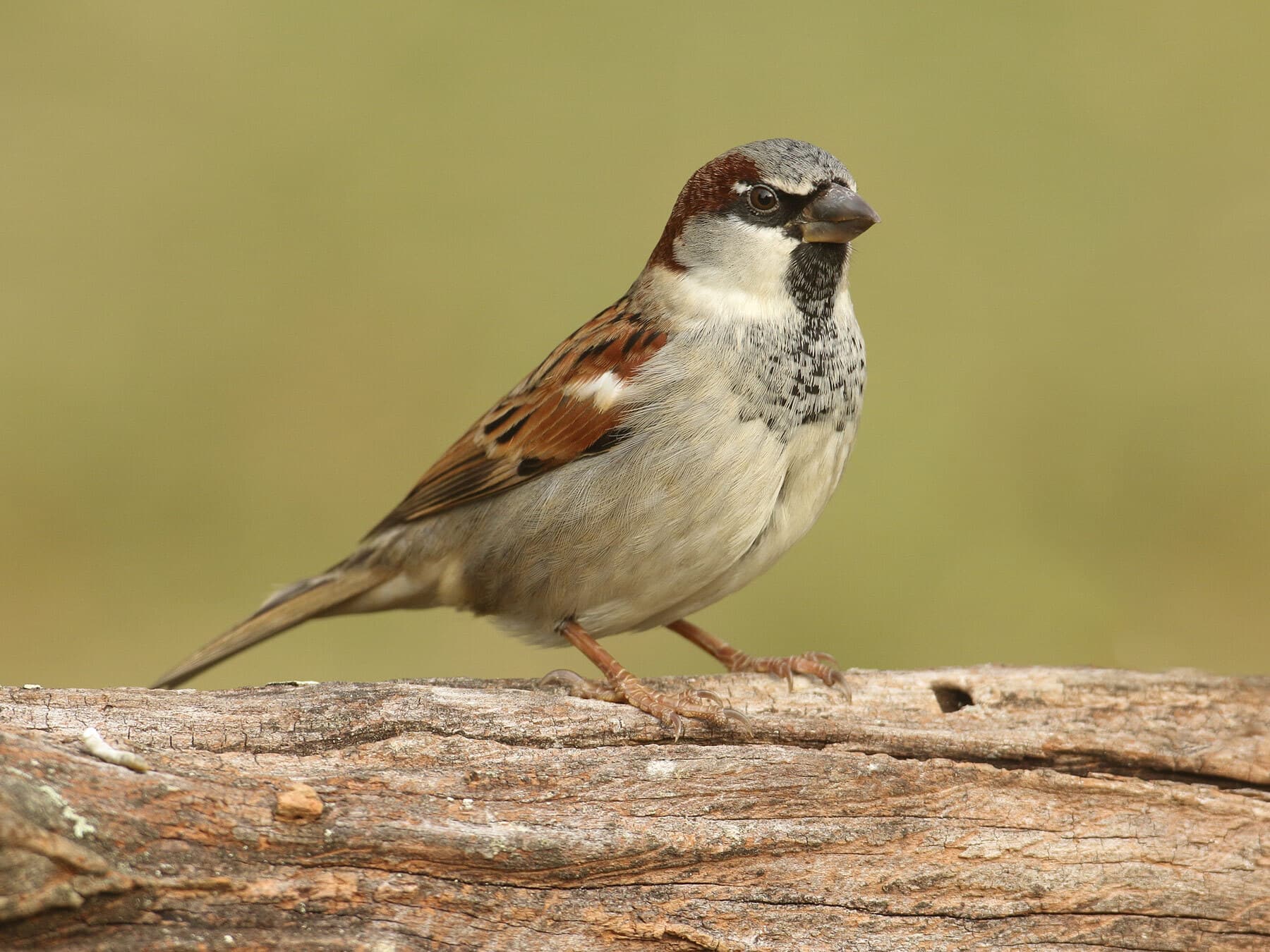 A male House Sparrow: grey cap, chestnut band behind the eye and a black bib
