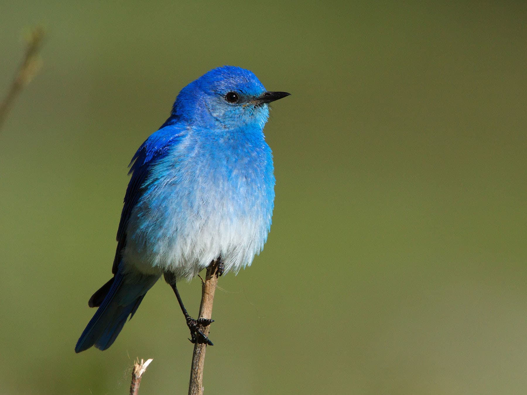 A male Mountain Bluebird, sky-blue with no orange