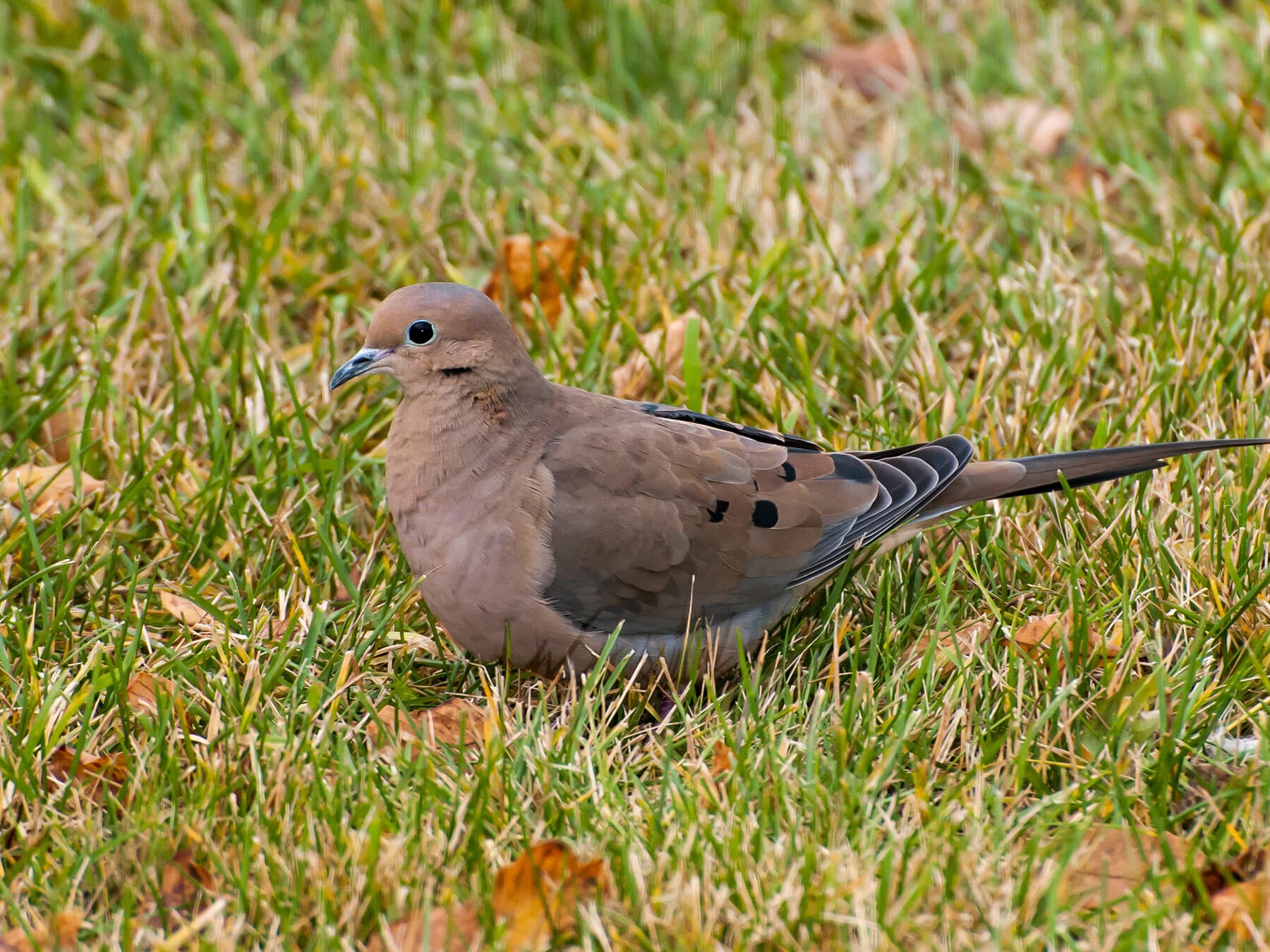 A Mourning Dove: smaller and browner than a pigeon, with black spots on the wings and a long, pointed tail