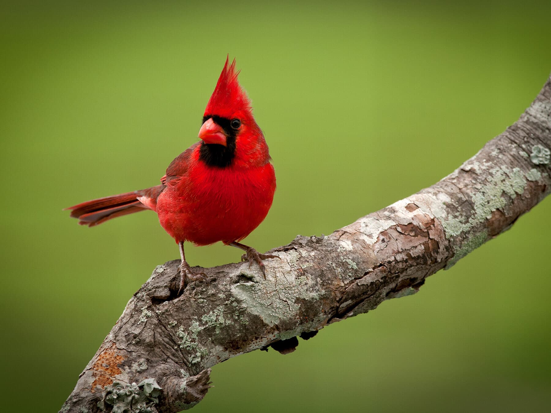 An adult male Northern Cardinal: red all over, with a tall crest and a black mask around the red-orange bill